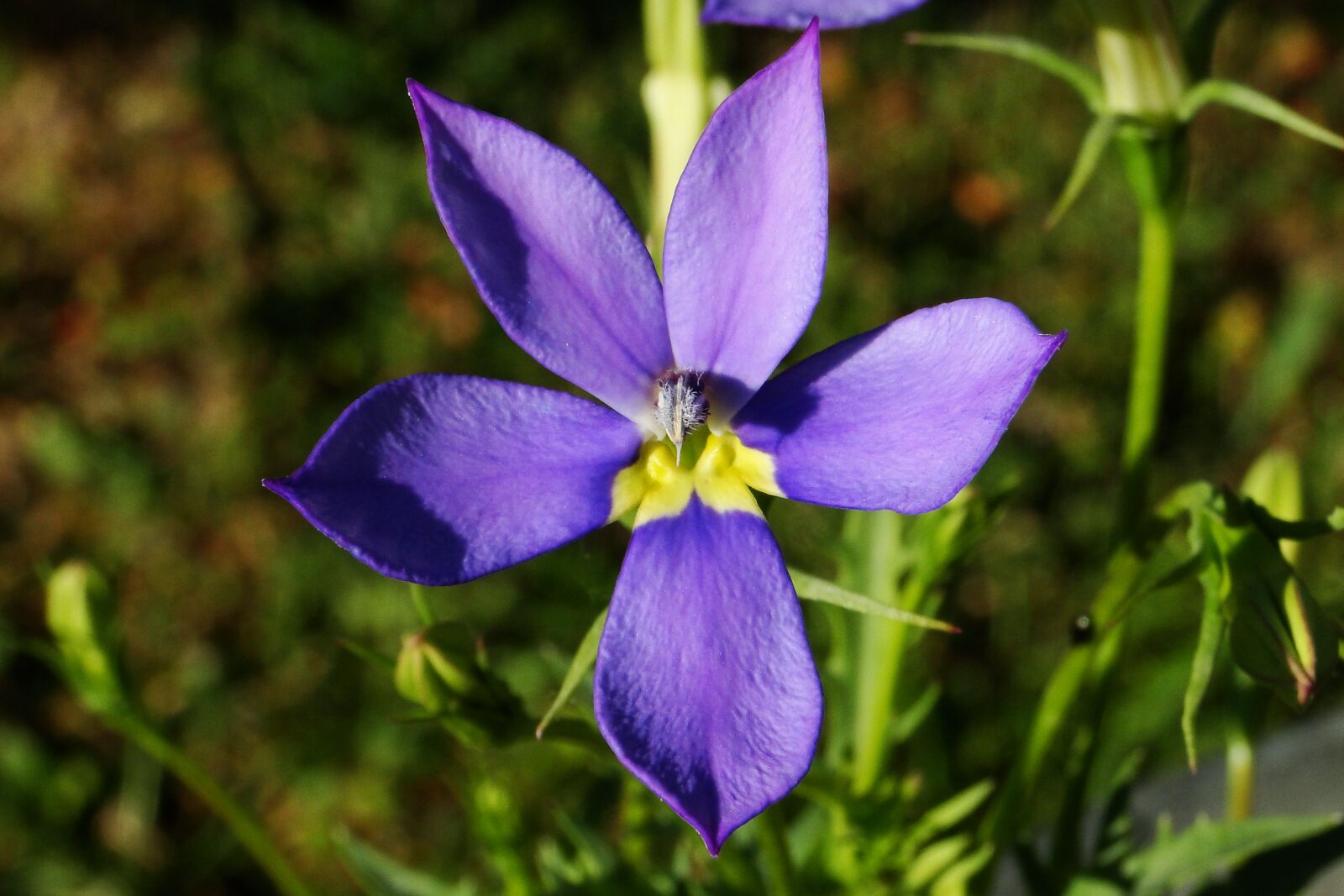 Sony DSC-HX1 sample photo. "Blue, flower, petal" photography