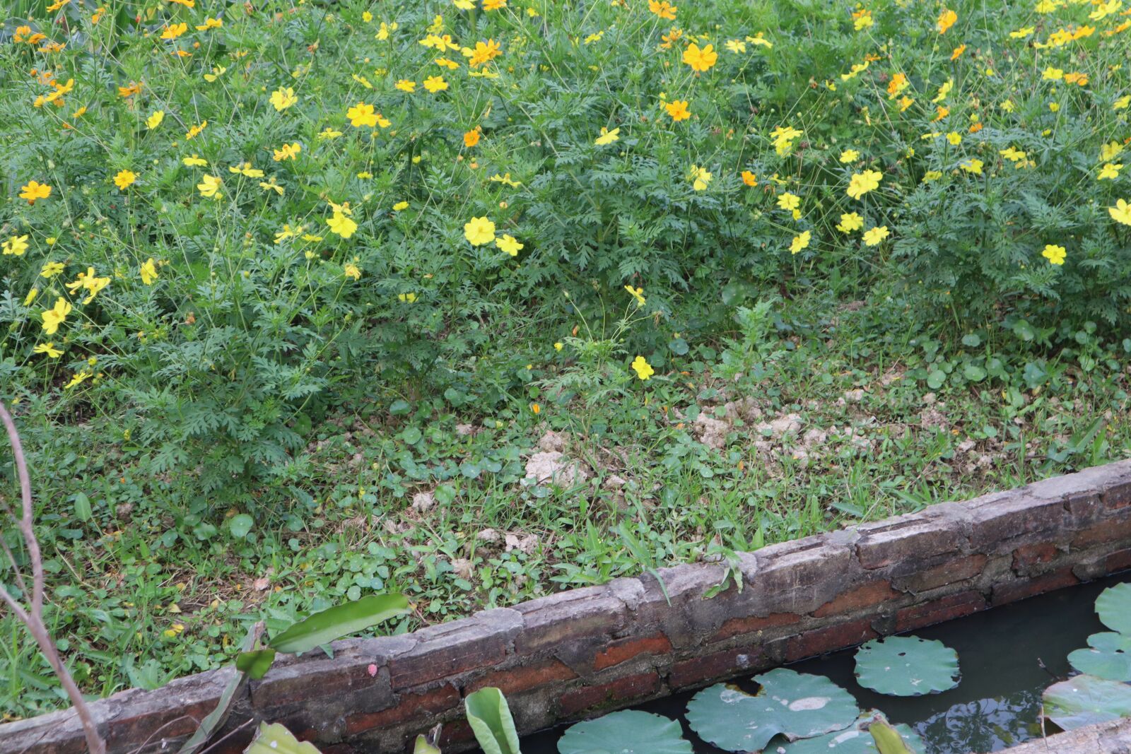Canon EOS M50 (EOS Kiss M) sample photo. Tree, green, flower photography