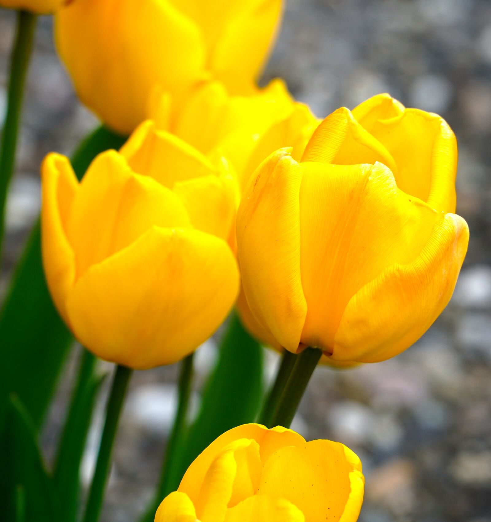 Sony E PZ 18-105mm F4 G OSS sample photo. Tulips, yellow, spring photography