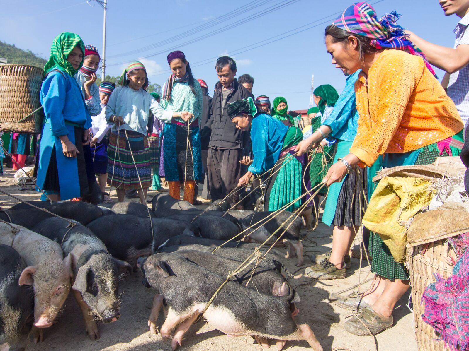 Canon EOS 600D (Rebel EOS T3i / EOS Kiss X5) sample photo. Pigs, trade, market photography