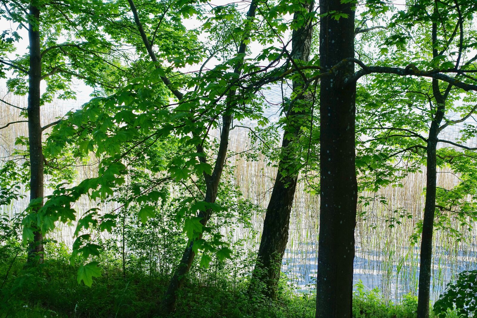 Sony Cyber-shot DSC-RX100 III sample photo. Foliage, green, leaves photography