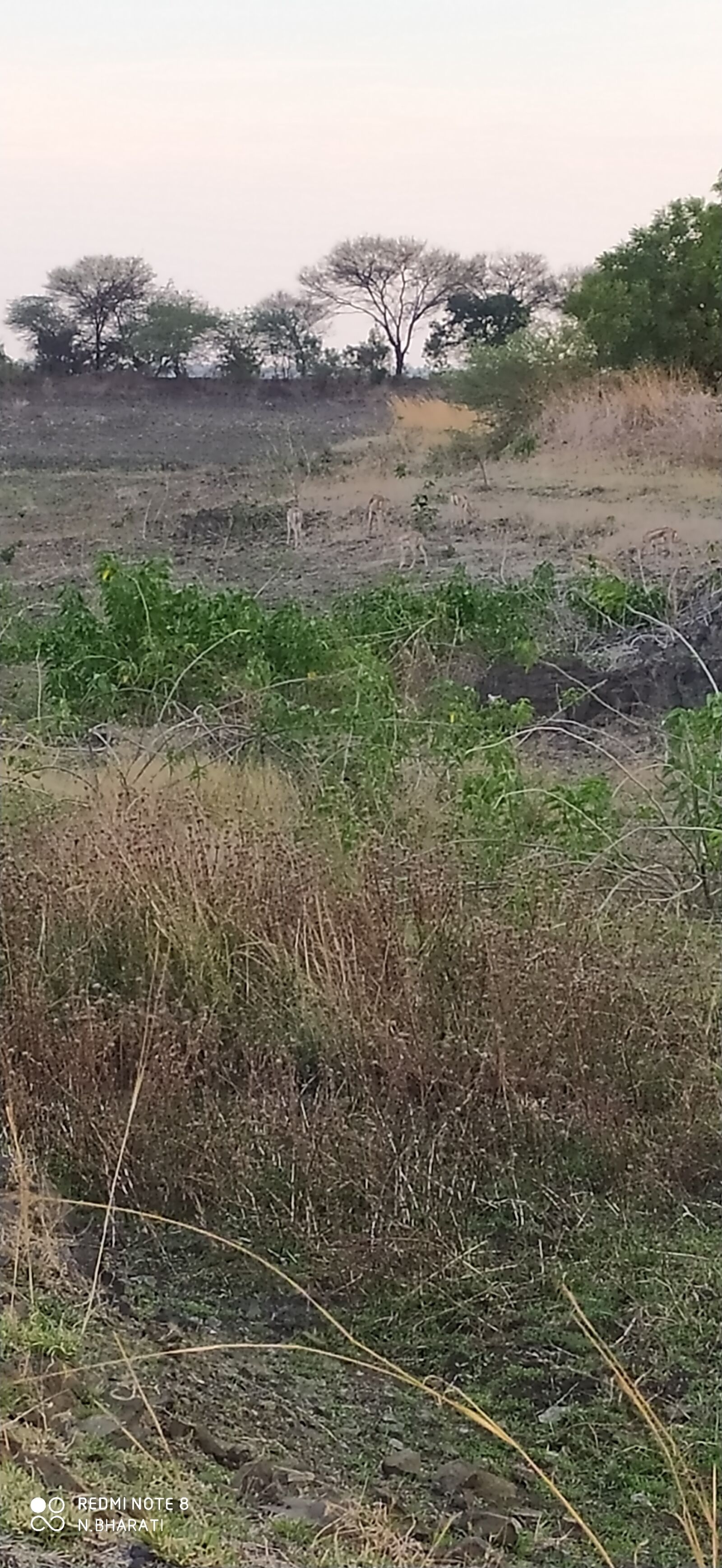 Xiaomi Redmi Note 8 sample photo. Deer, naren, lovely world photography