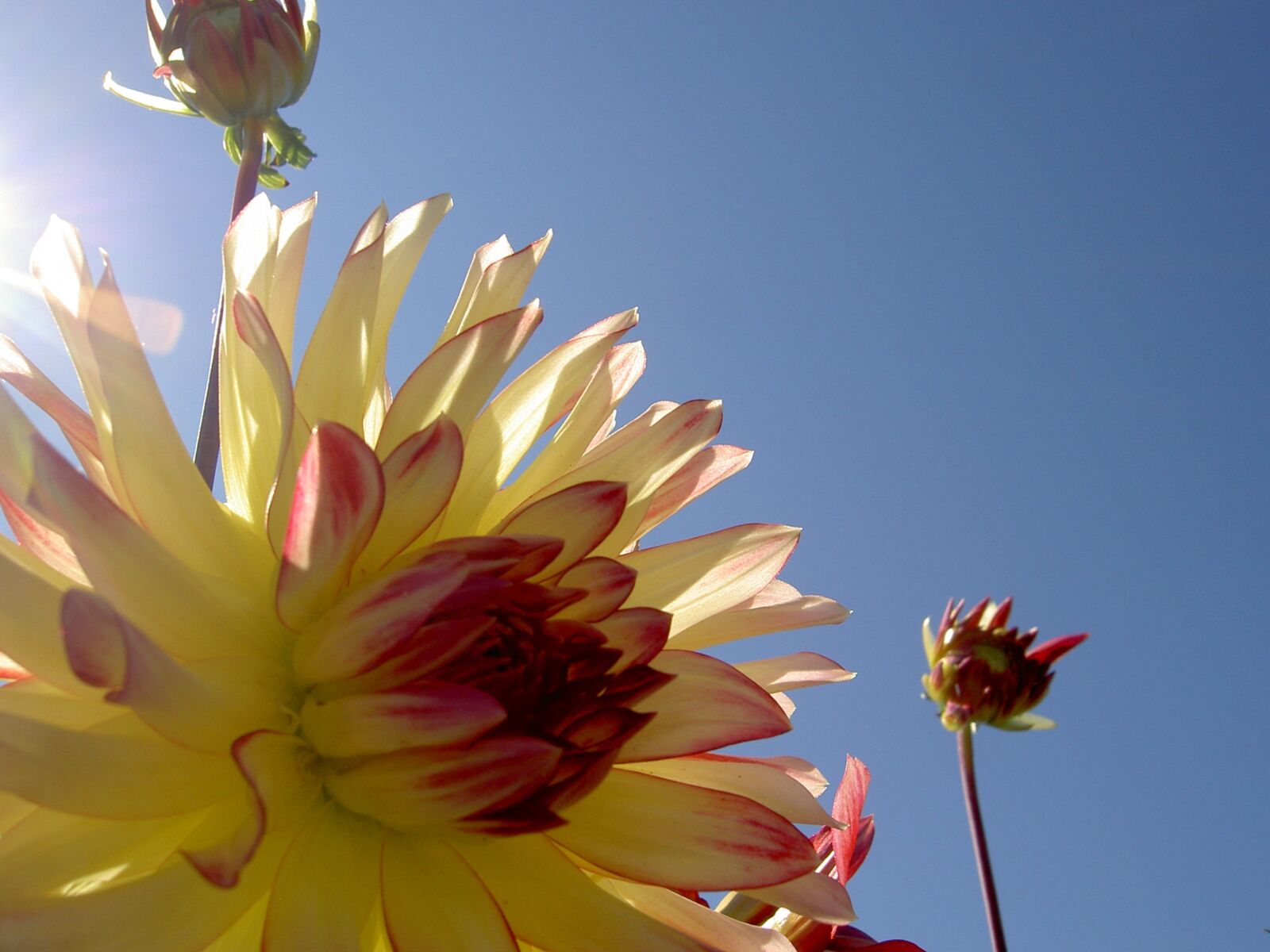 KONICA MINOLTA DiMAGE G400 sample photo. Flower, blossom, bloom photography