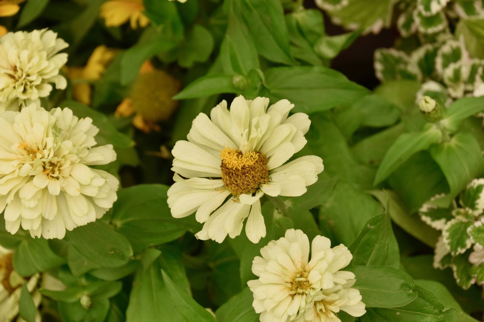 Nikon D5600 sample photo. Flower, flowers, flower color photography