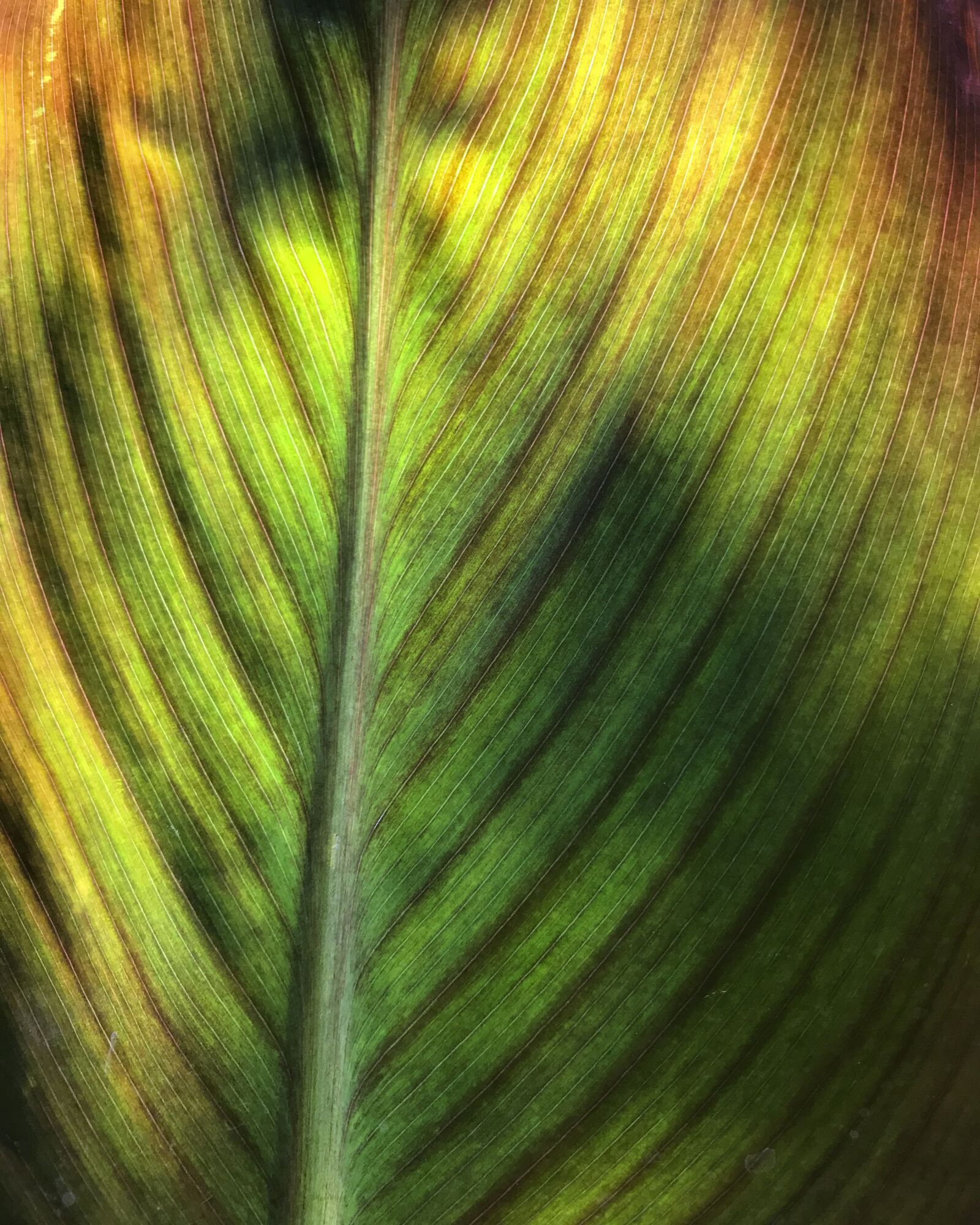 iPhone 7 back camera 3.99mm f/1.8 sample photo. Sheet, summer, leaves photography