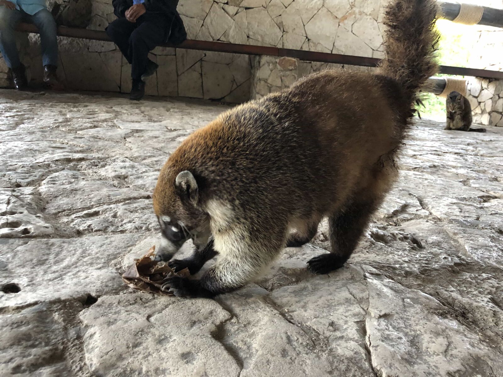 iPhone X back dual camera 4mm f/1.8 sample photo. Raccoon, wildlife, wild, monkey photography