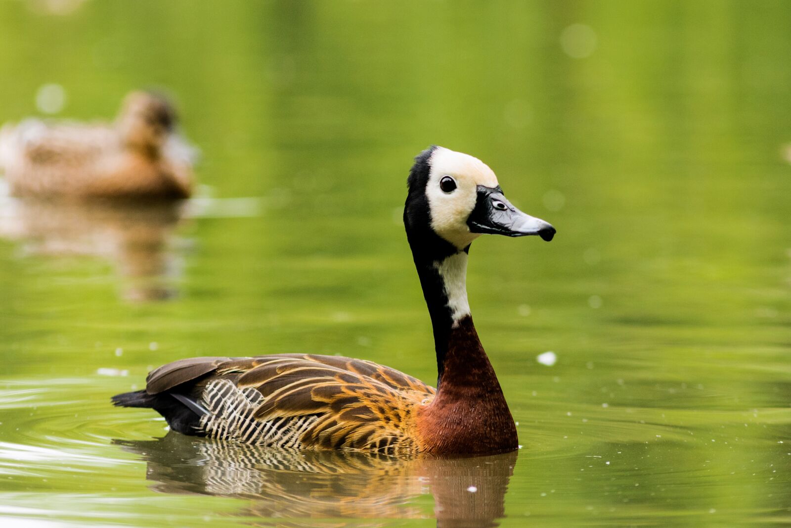 Nikon D7200 sample photo. Bird, landscape, spring photography