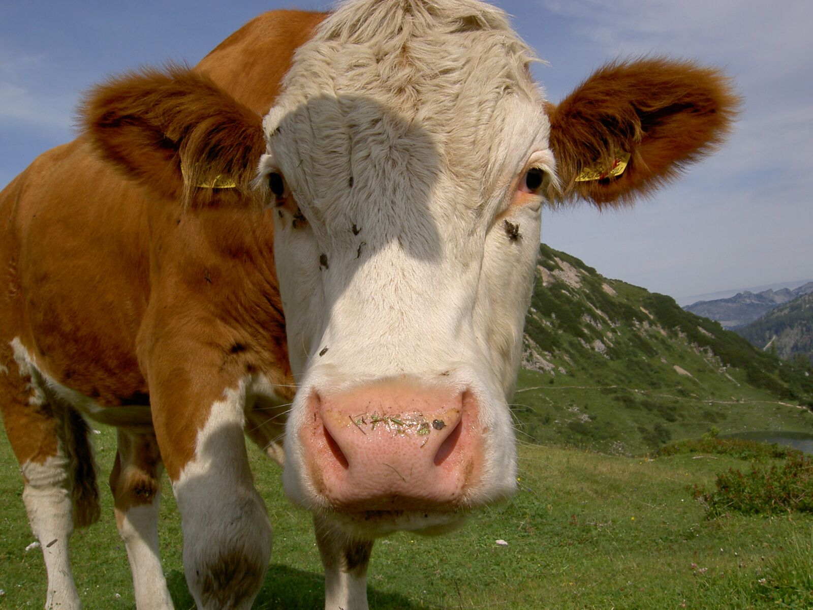 KONICA MINOLTA DiMAGE G400 sample photo. Cow, head, brown photography