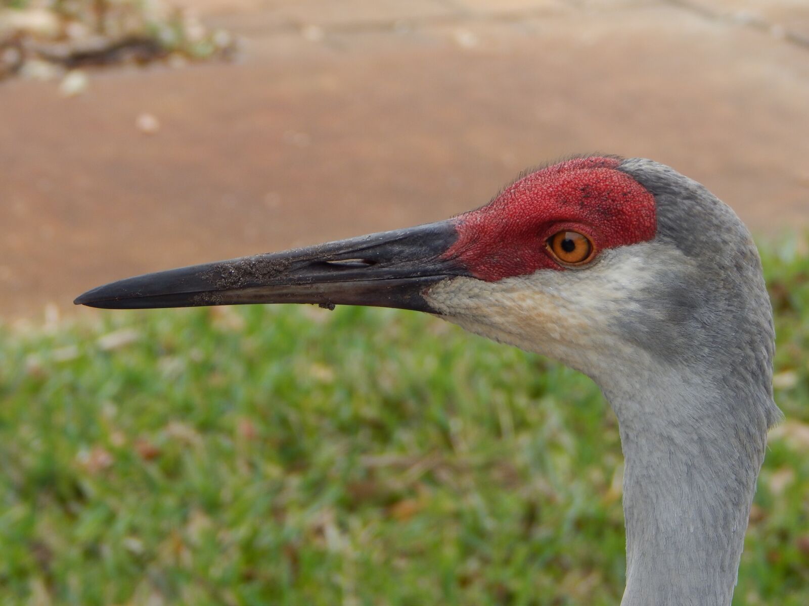 Nikon Coolpix L820 sample photo. Sand hill crane, close photography