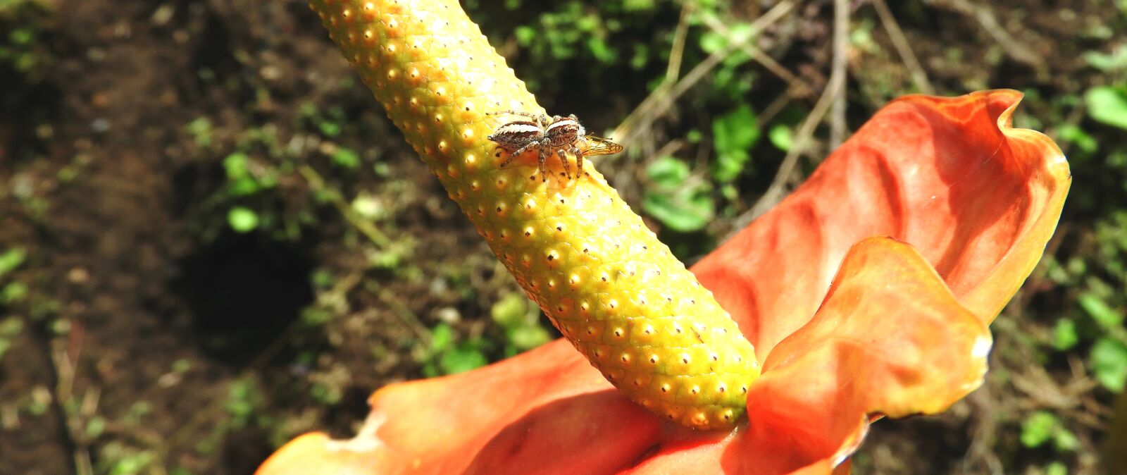 Nikon Coolpix B700 sample photo. Macro, insect, spider hunter photography