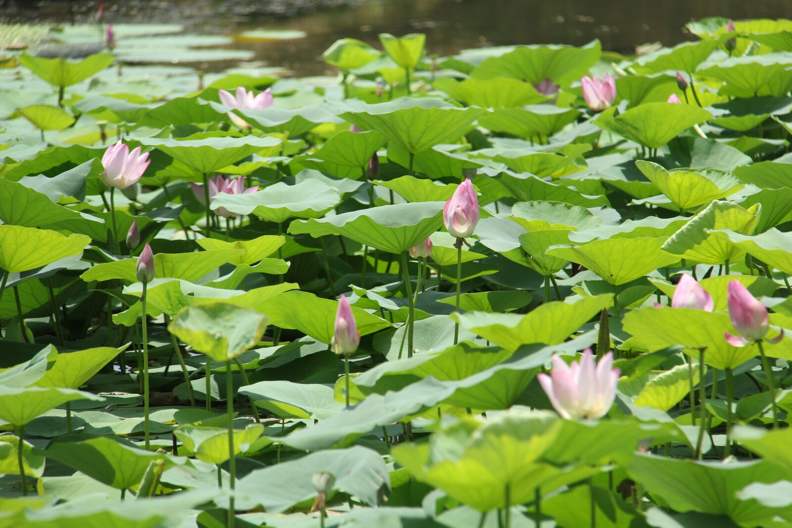 Canon EF-S 18-200mm F3.5-5.6 IS sample photo. Water lily, plant, scenery photography
