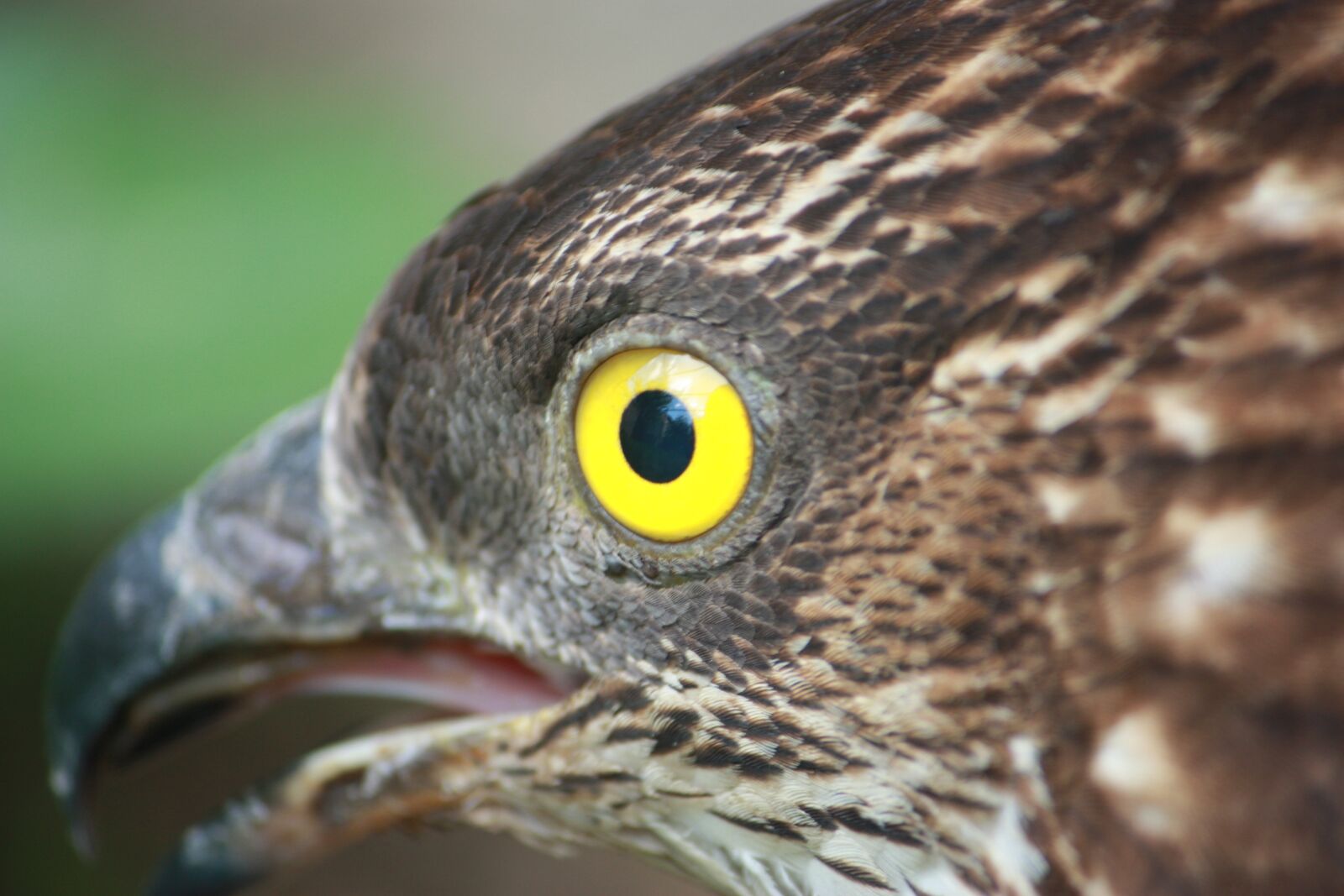 Canon EOS 450D (EOS Rebel XSi / EOS Kiss X2) sample photo. Honey buzzard, bird, fauna photography