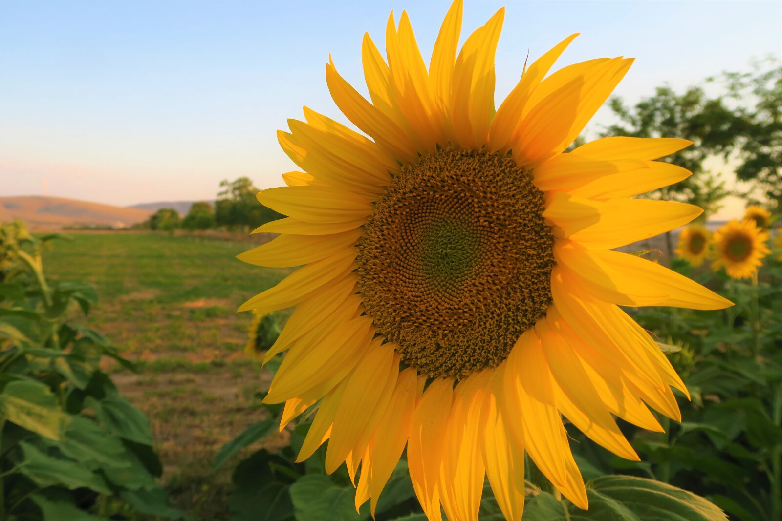 Canon PowerShot G7 X sample photo. Sunflower, flower, nature photography