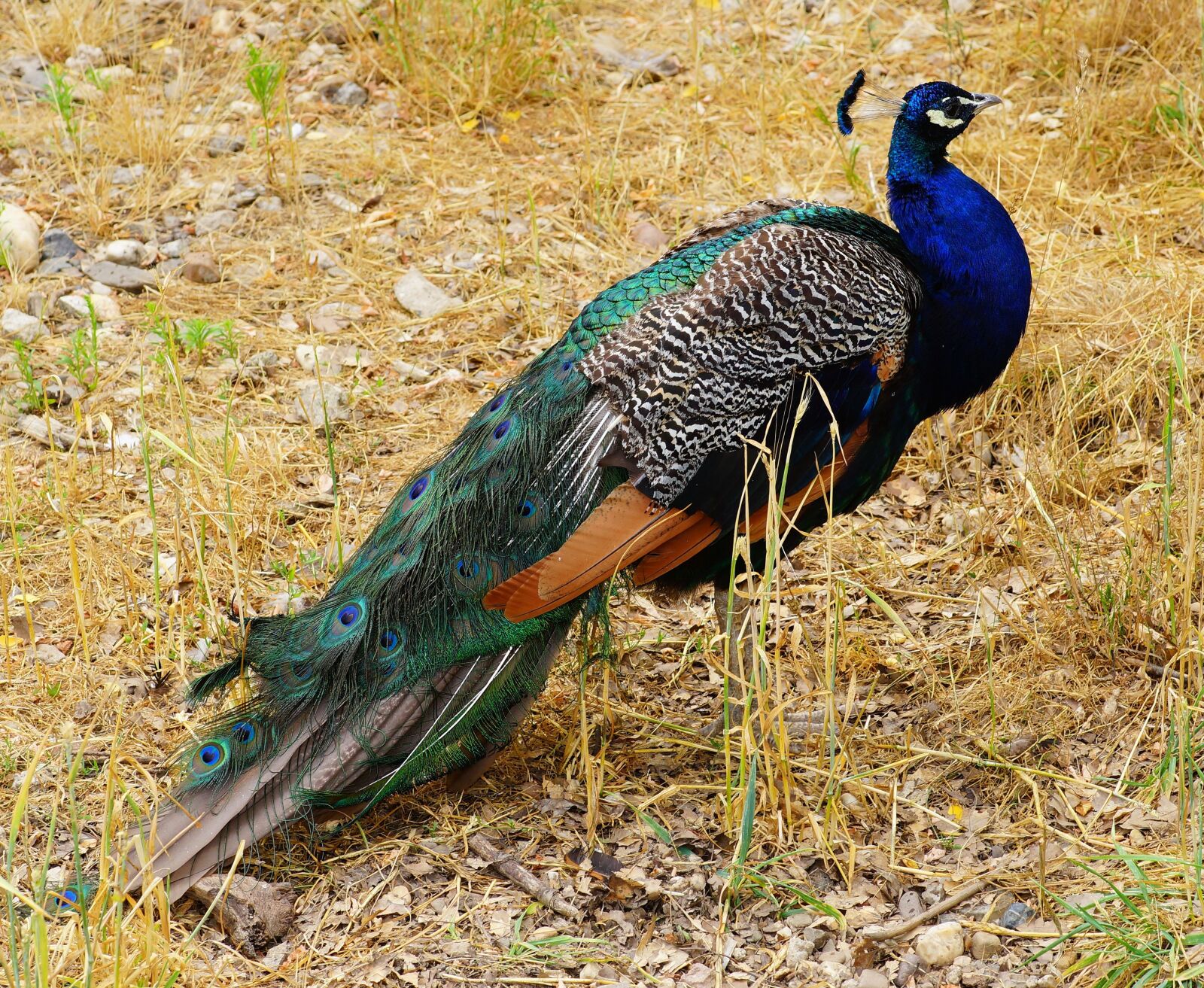 Sony a99 II sample photo. Peacock, bird, animal photography