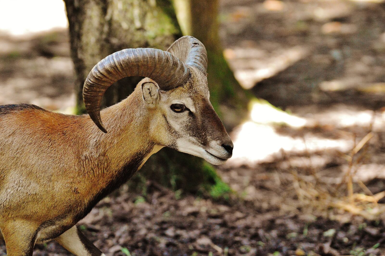 Nikon D3200 sample photo. Aries, wild, free running photography