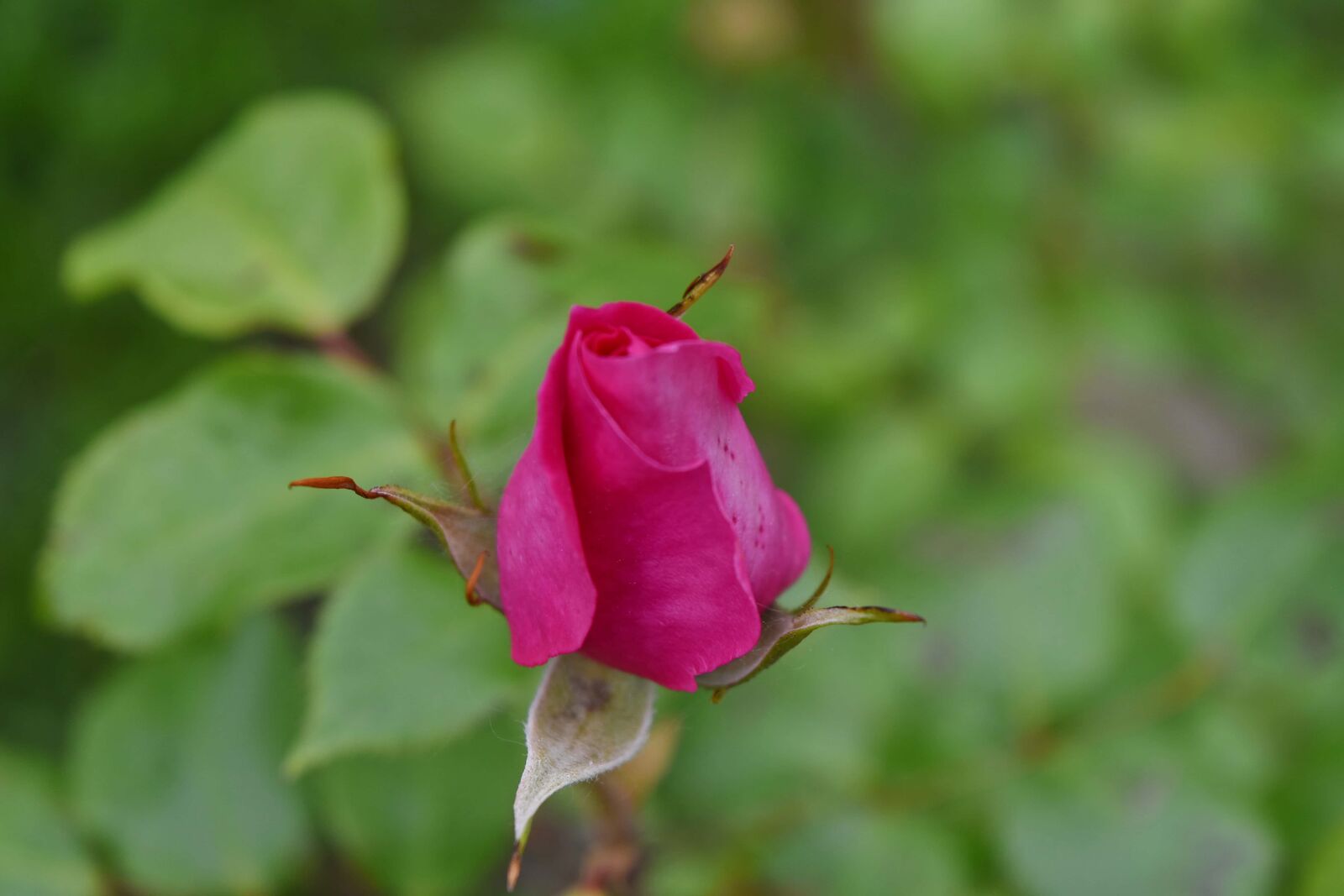 Nikon D5500 sample photo. Pinkish, pollen, rose, roses photography