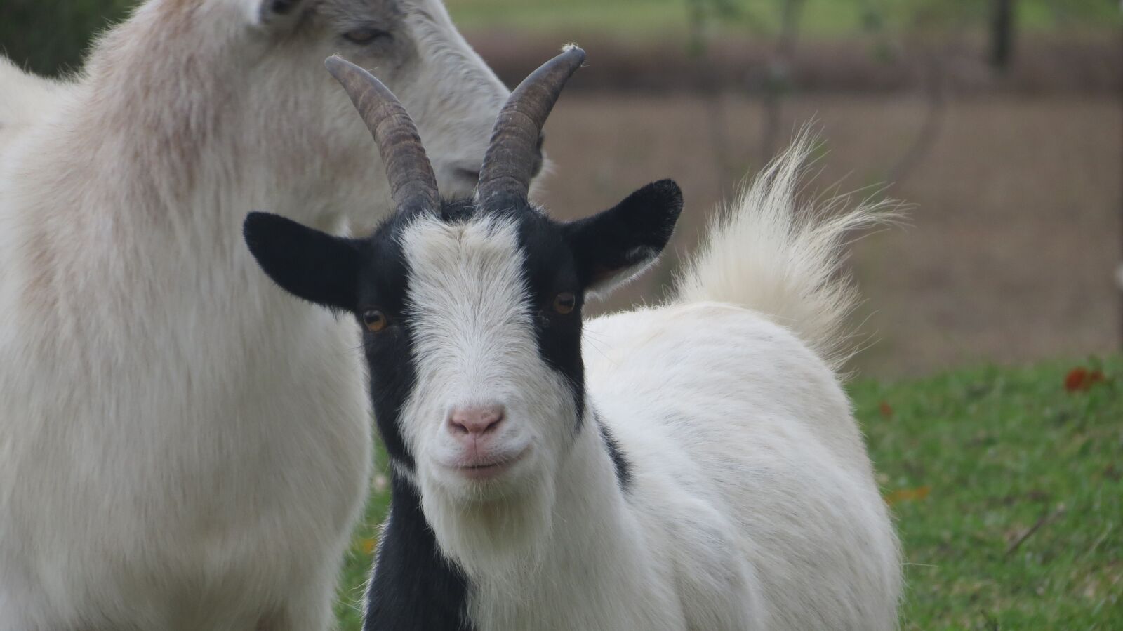 Canon PowerShot SX40 HS sample photo. Goats, farm, countryside photography