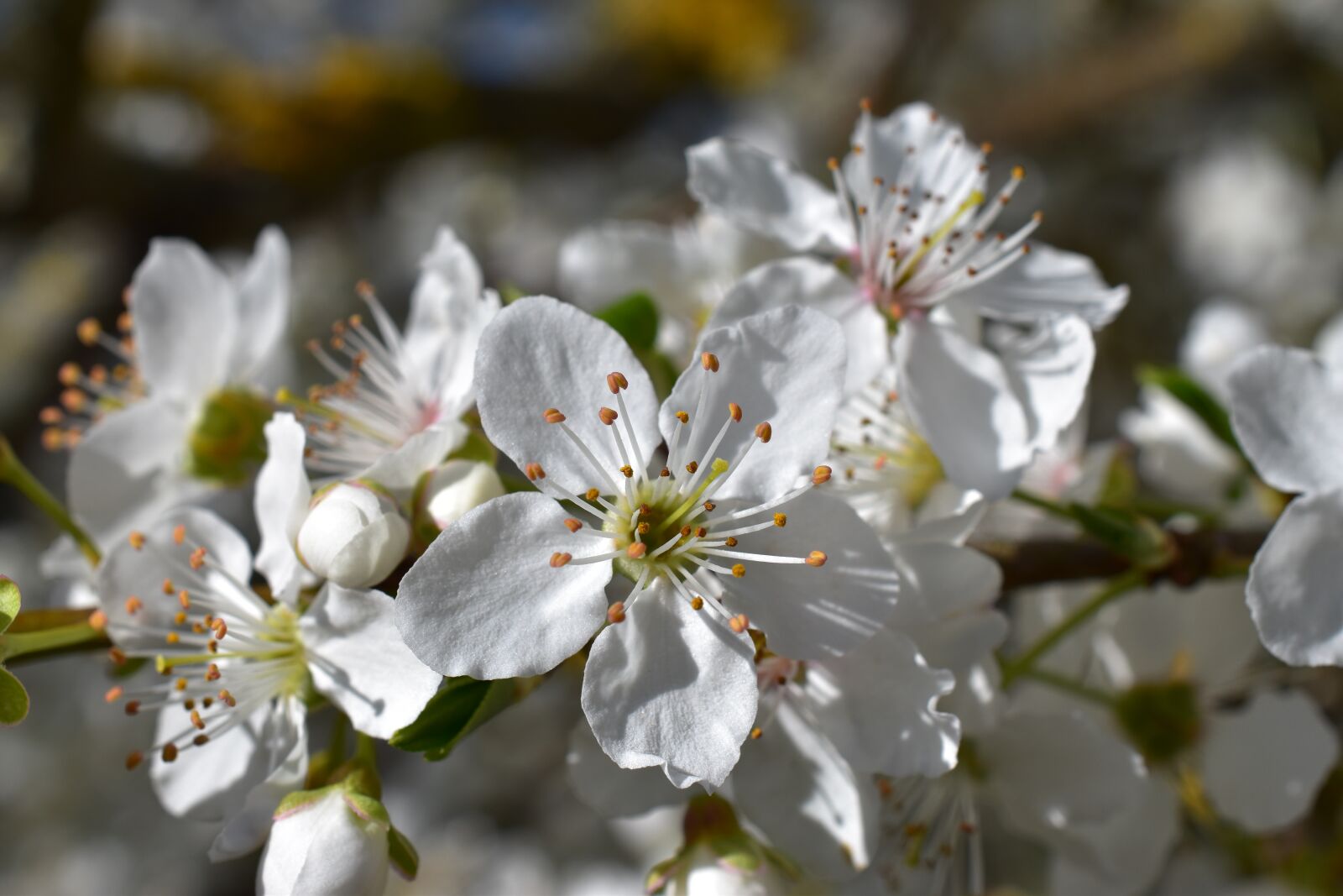 Nikon D5500 sample photo. Flower, cherry wood, plant photography