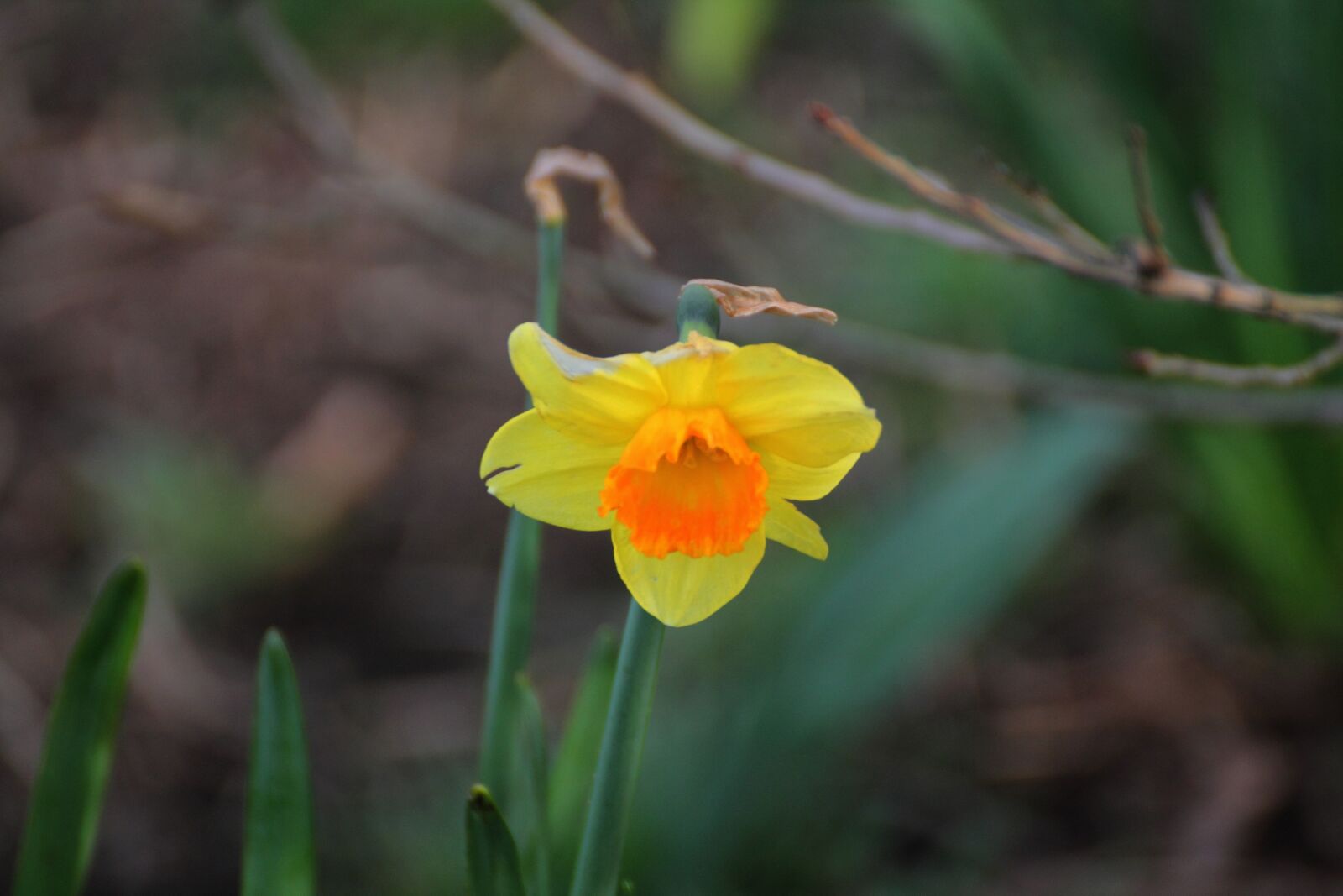 Canon EOS 1100D (EOS Rebel T3 / EOS Kiss X50) sample photo. Daffodil, flower, yellow photography