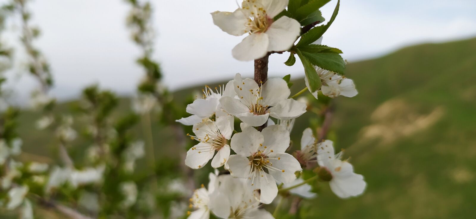 Xiaomi Redmi Note 8 sample photo. Flower, tree, spring photography