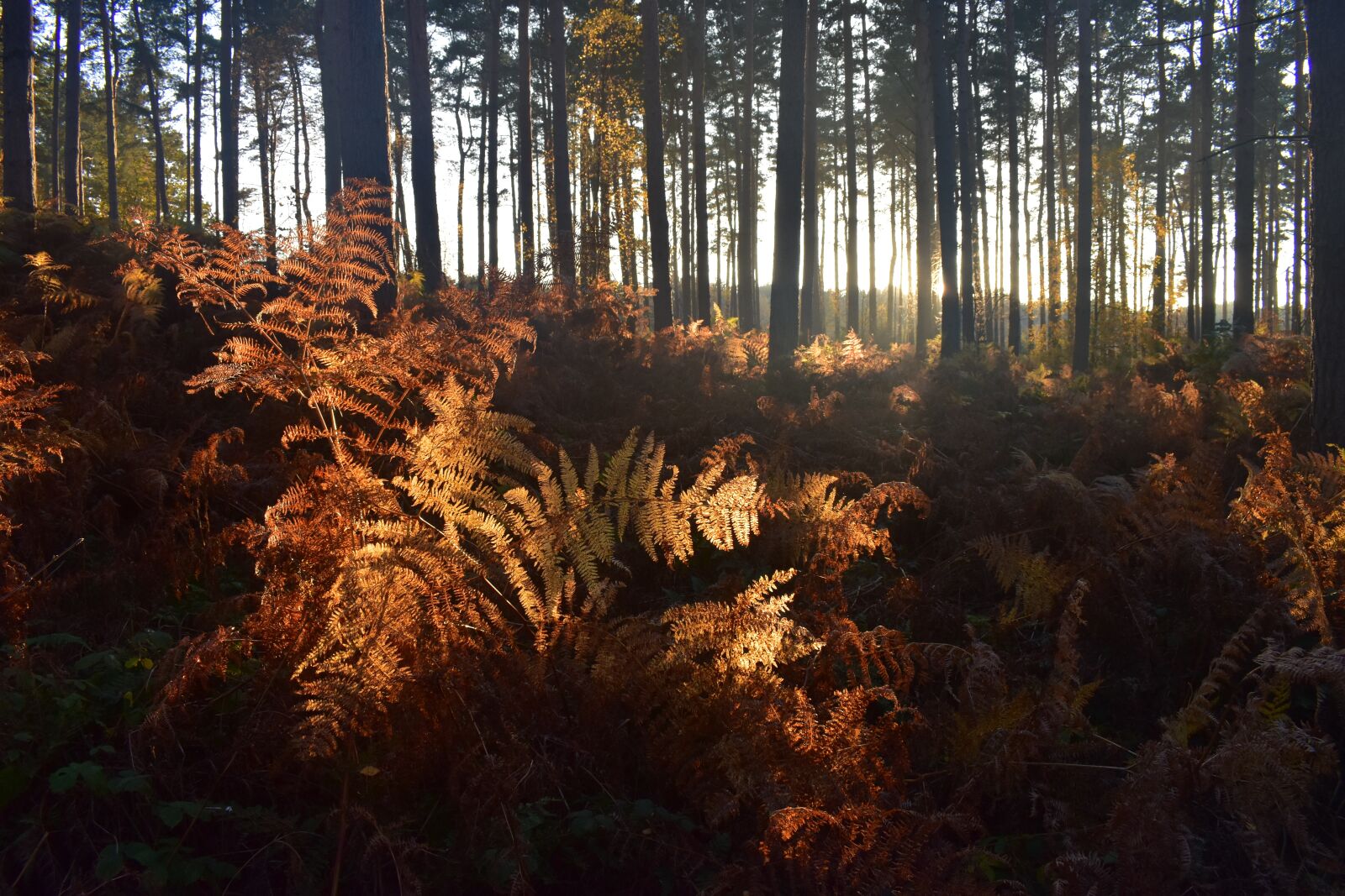 Nikon D5600 sample photo. Forest, woodland, nature photography