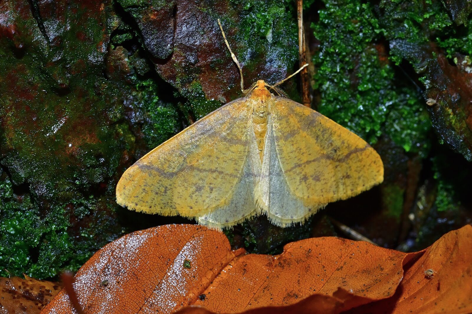 Nikon D5200 sample photo. Nature, moth, yellow leaf photography