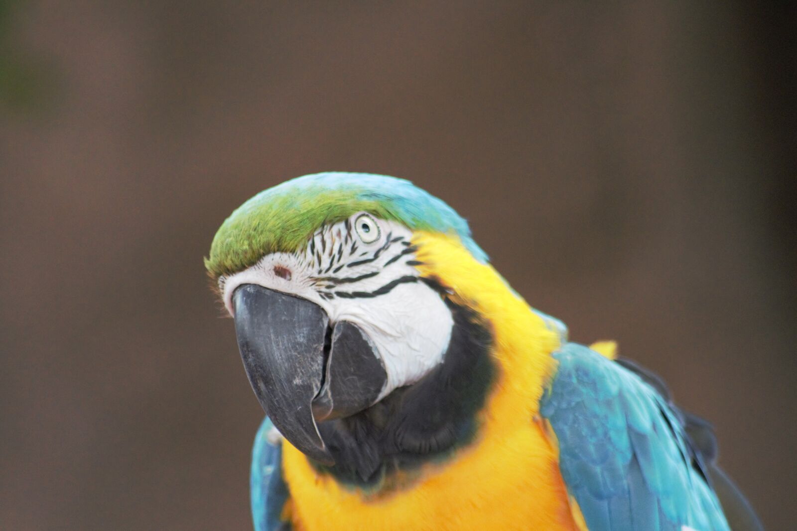 Canon EOS 700D (EOS Rebel T5i / EOS Kiss X7i) sample photo. Macaw, bird, animal photography