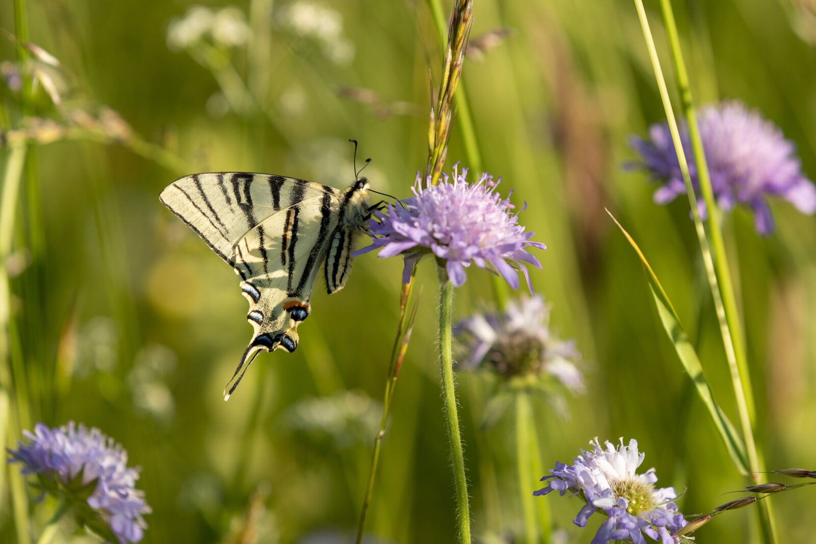 Canon EOS 6D Mark II sample photo. Butterfly, scarce swallowtail, iphiclides photography