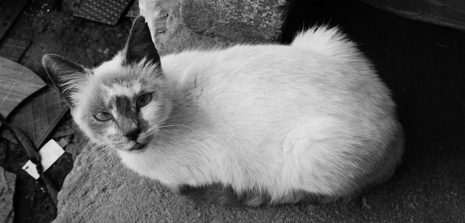 Nikon Coolpix B700 sample photo. Black and white, nice photography