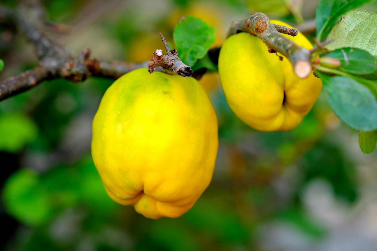 Fujifilm X-T20 sample photo. Ornamental quince, fruit, bush photography