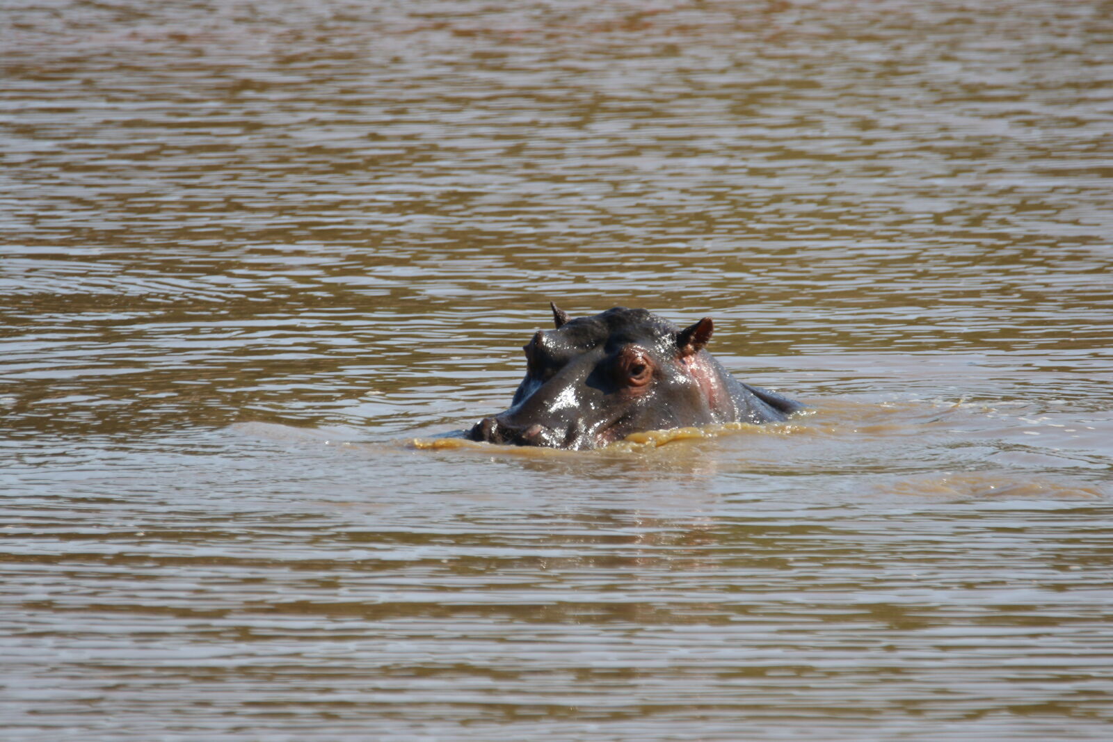 Canon EOS 7D Mark II sample photo. Animal, ears, hippo, hippopotamus photography