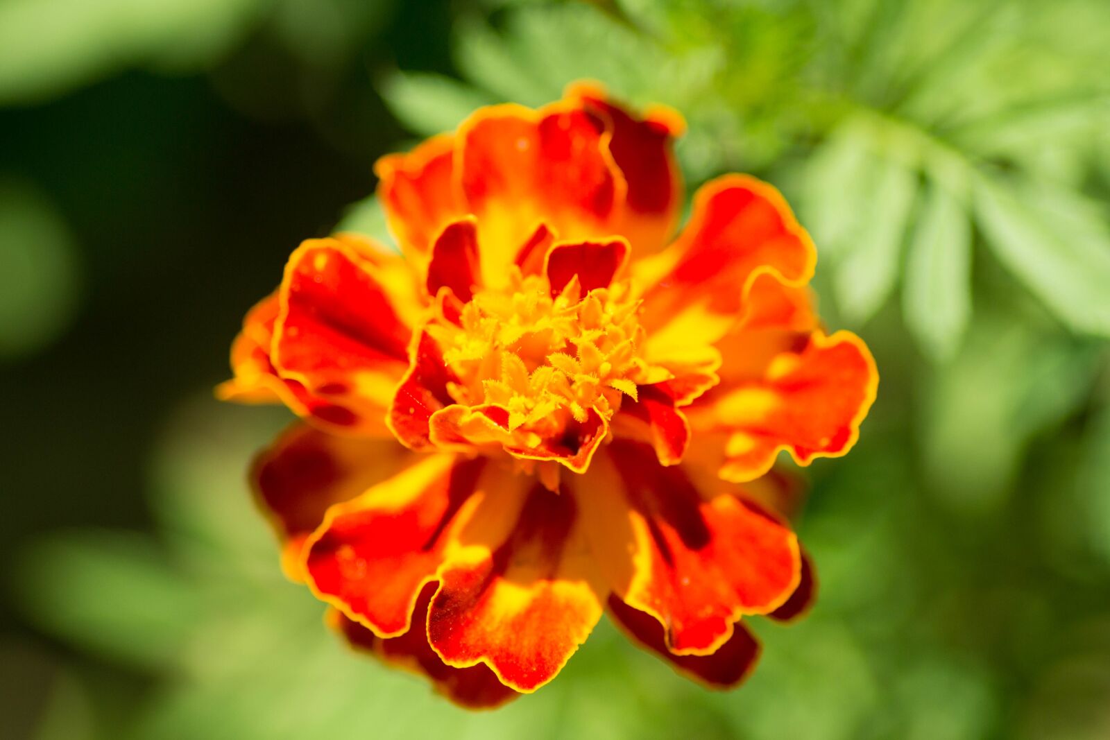 Canon EOS 700D (EOS Rebel T5i / EOS Kiss X7i) sample photo. Flower, macro, blossom photography