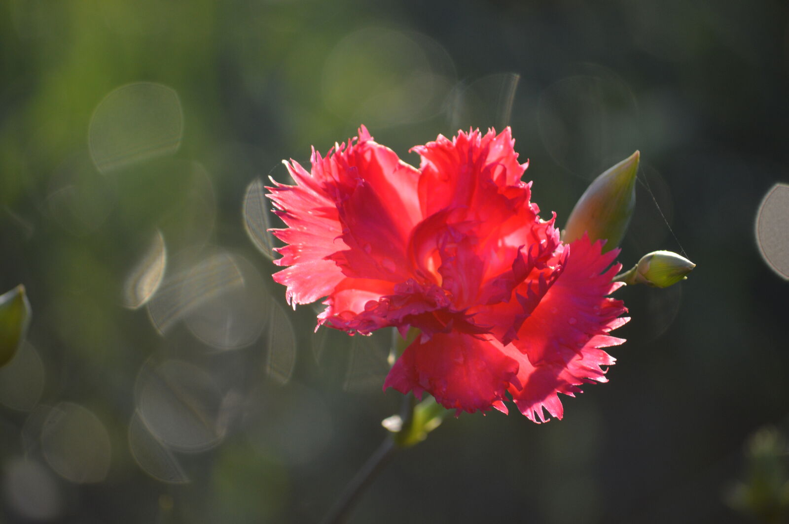 Nikon AF-S DX Nikkor 55-200mm F4-5.6G VR sample photo. Beautiful, flowers, carnation, pink photography