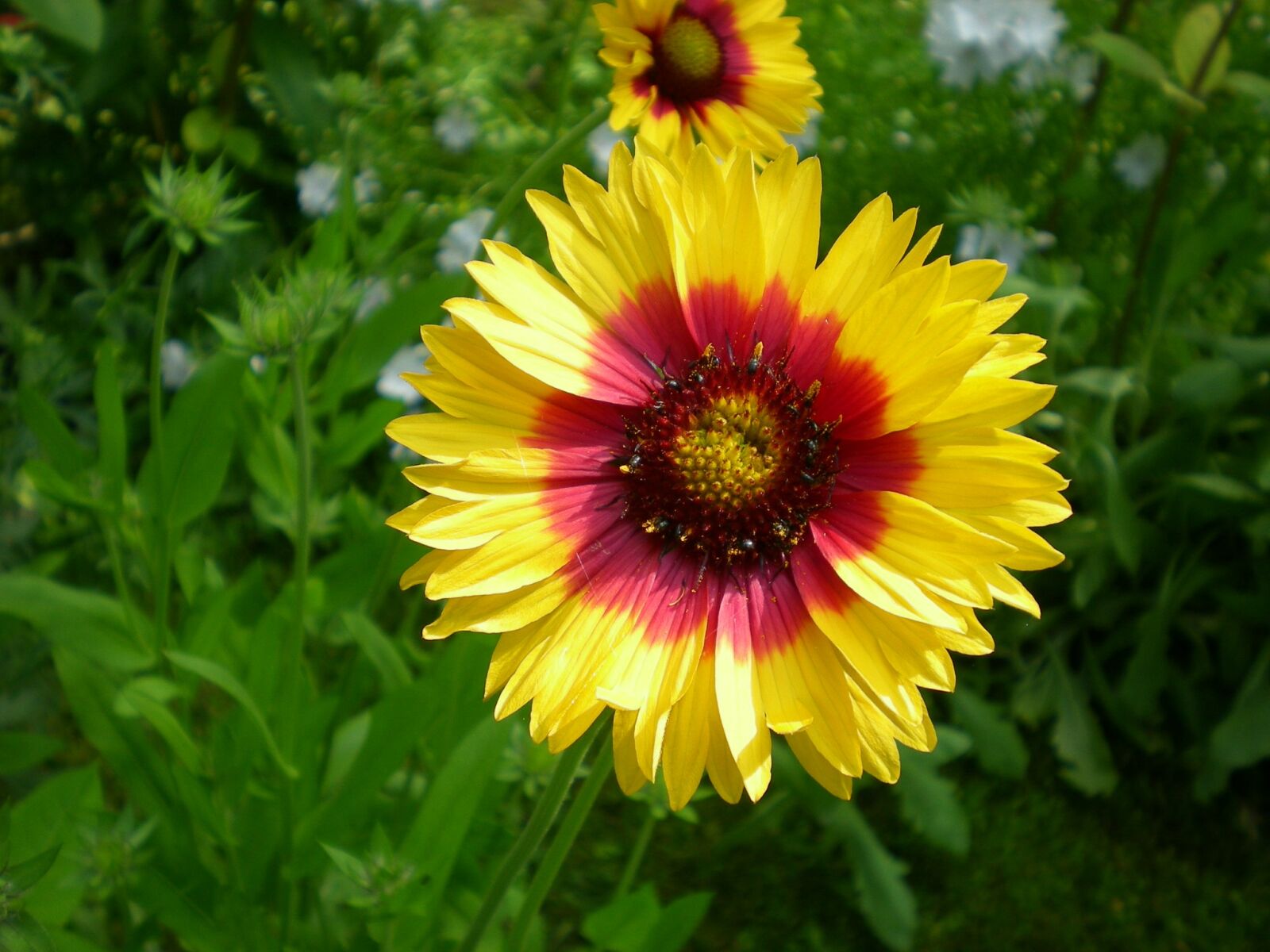 Nikon COOLPIX S200 sample photo. Flowers, marigold, garden photography