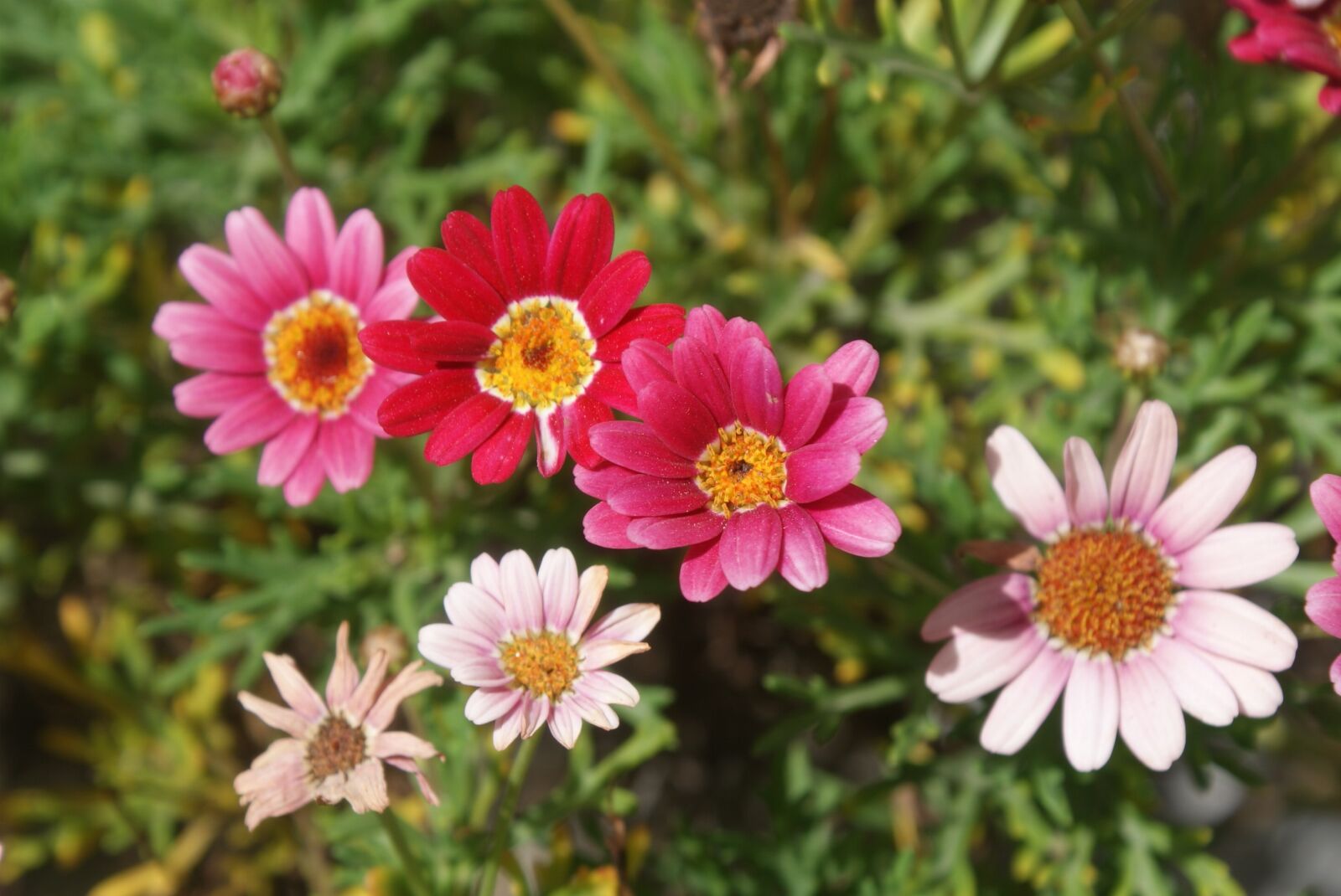 Sony Alpha DSLR-A300 sample photo. Flowers, garden, flora photography