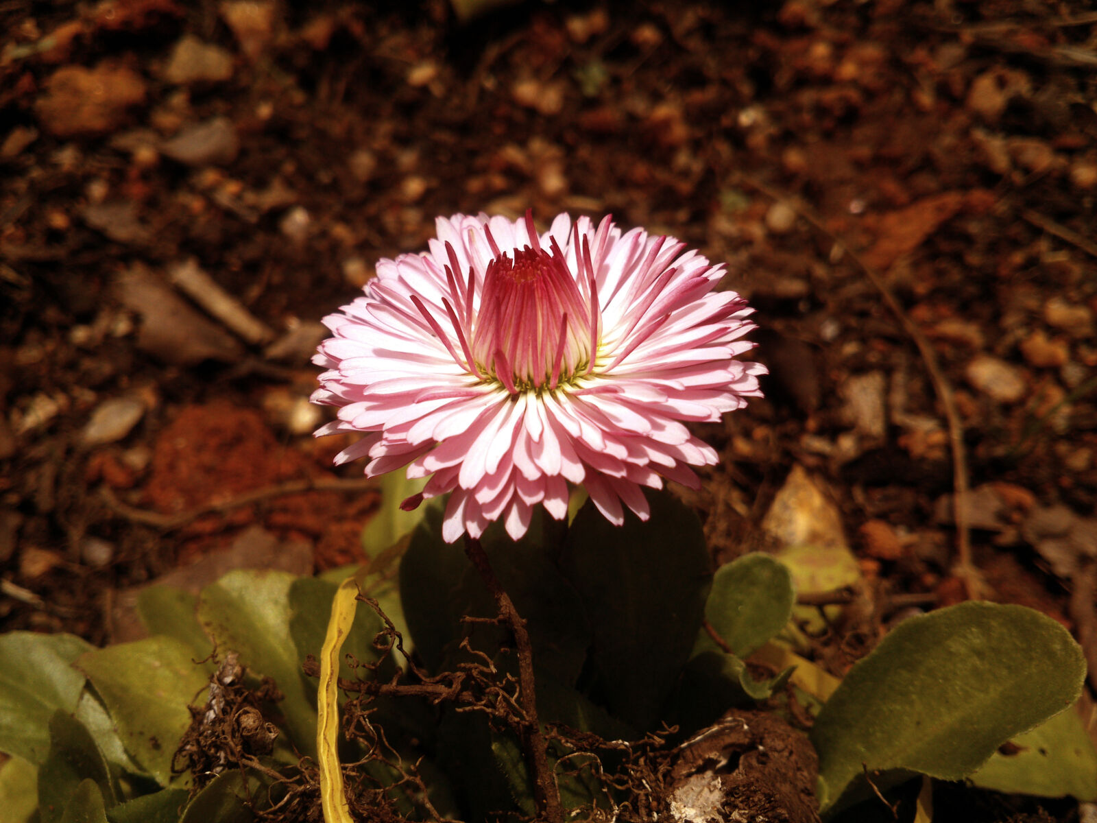 Sony Xperia P sample photo. Beautiful, flowers, flowers, garden photography