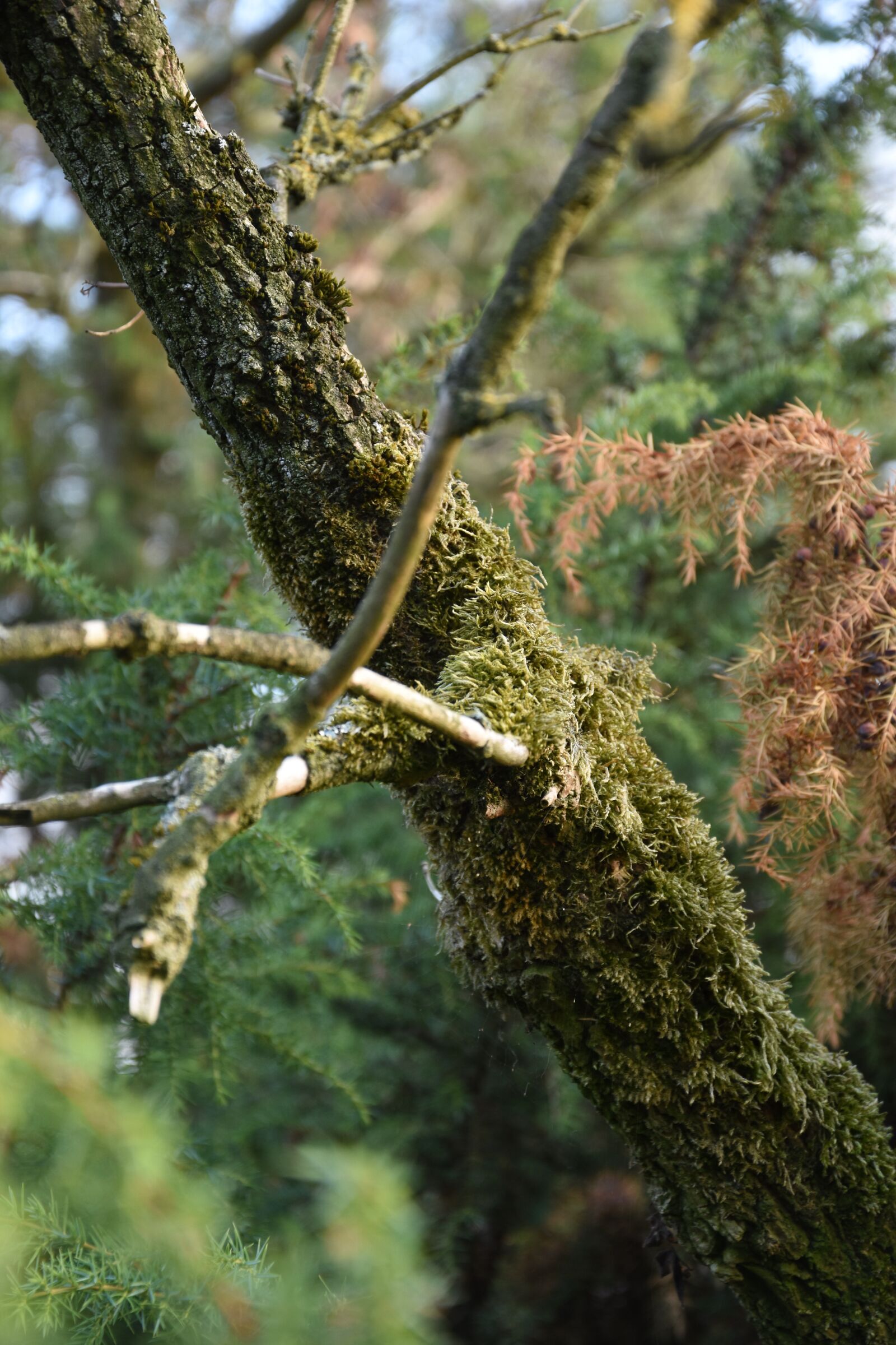 Nikon D7200 sample photo. Moss, trees, forest photography