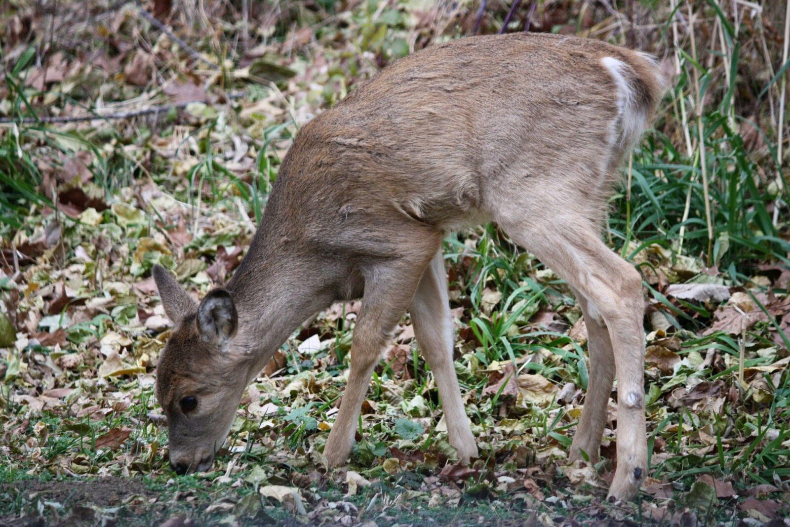 Canon EOS 1000D (EOS Digital Rebel XS / EOS Kiss F) sample photo. Mammal, wildlife, deer photography