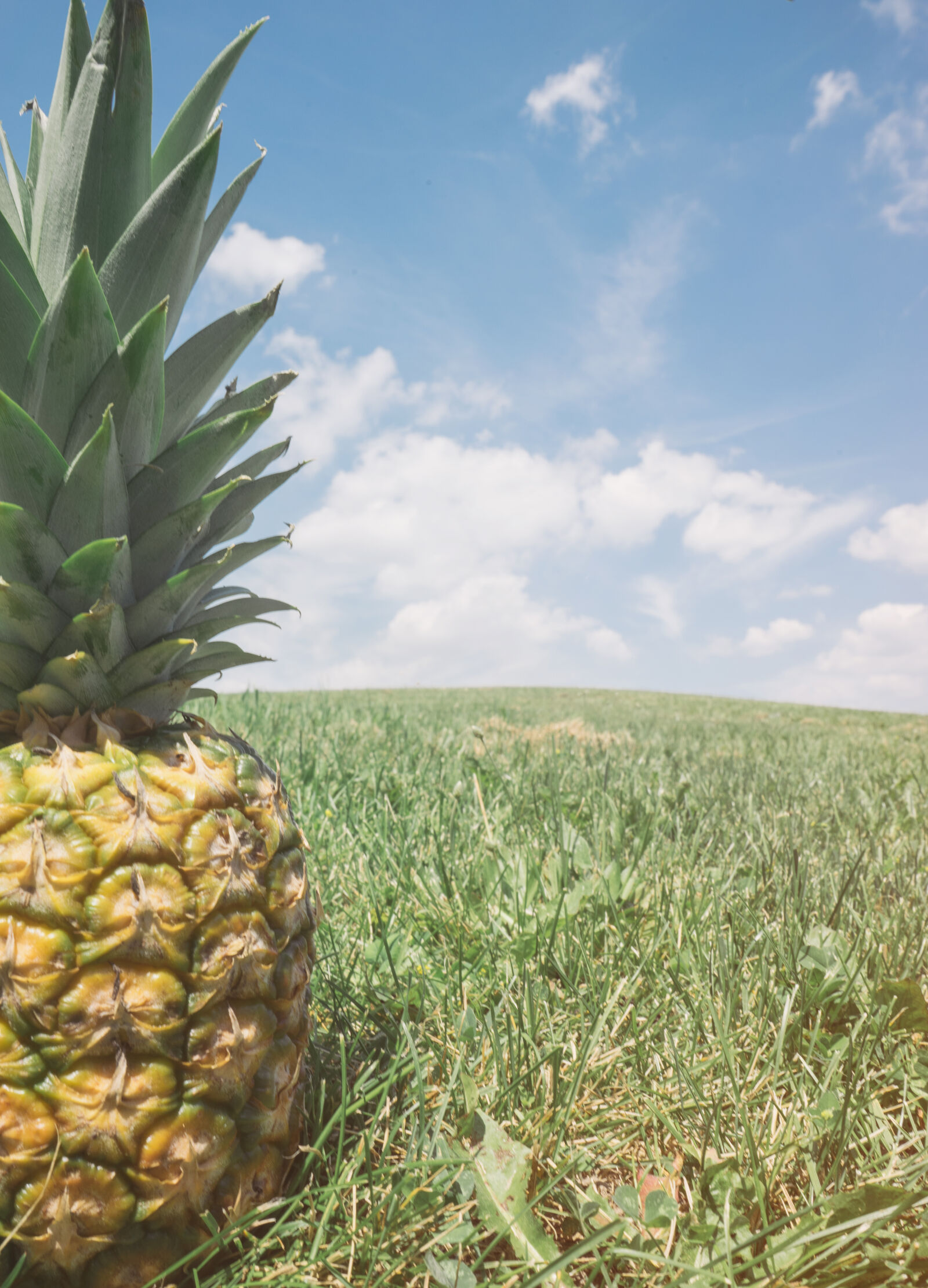 Sony a7 II + Sony FE 28-70mm F3.5-5.6 OSS sample photo. Blue, sky, copyspace, fruit photography