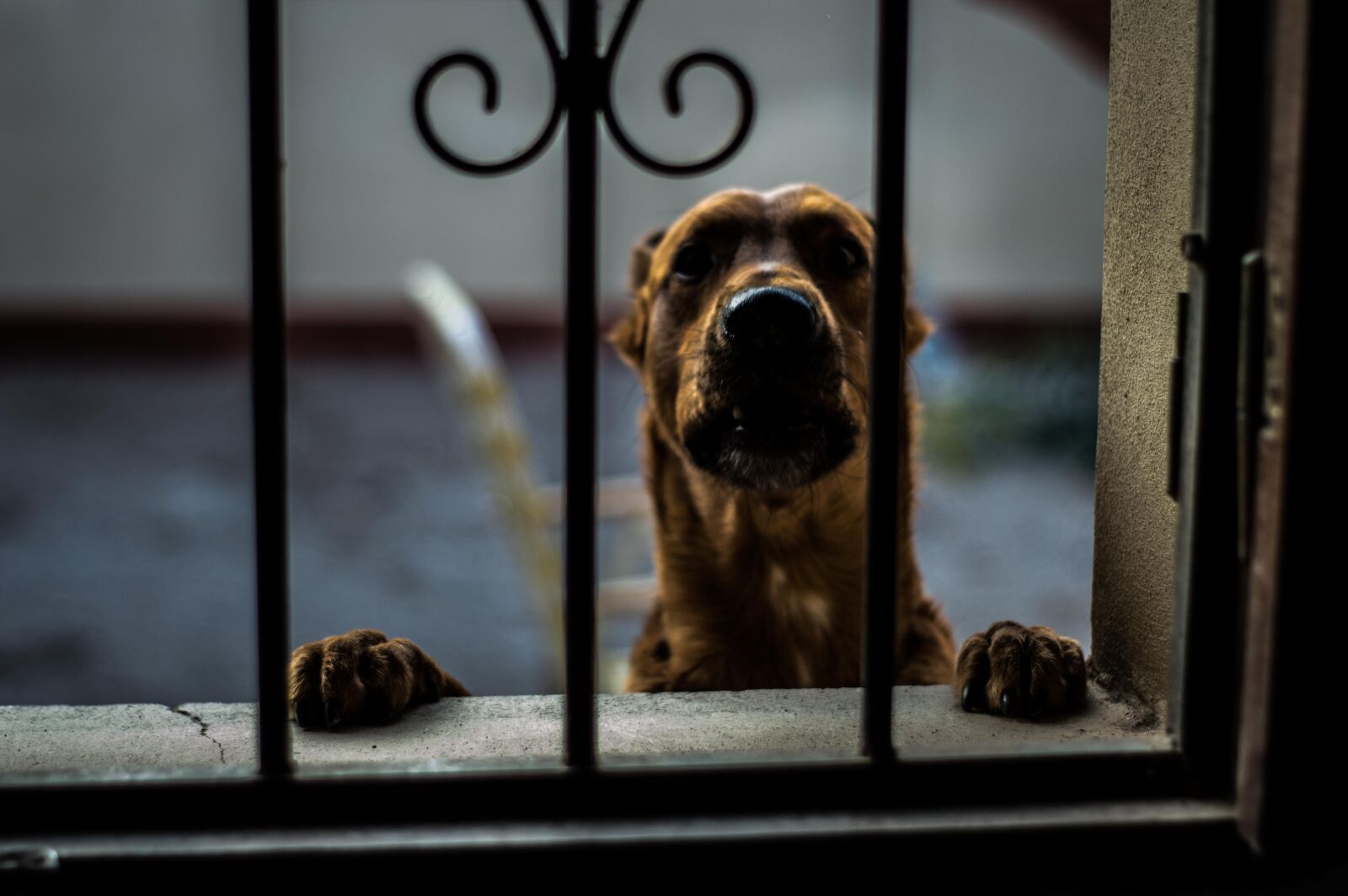 Nikon D3200 sample photo. Dog, animal, pets photography