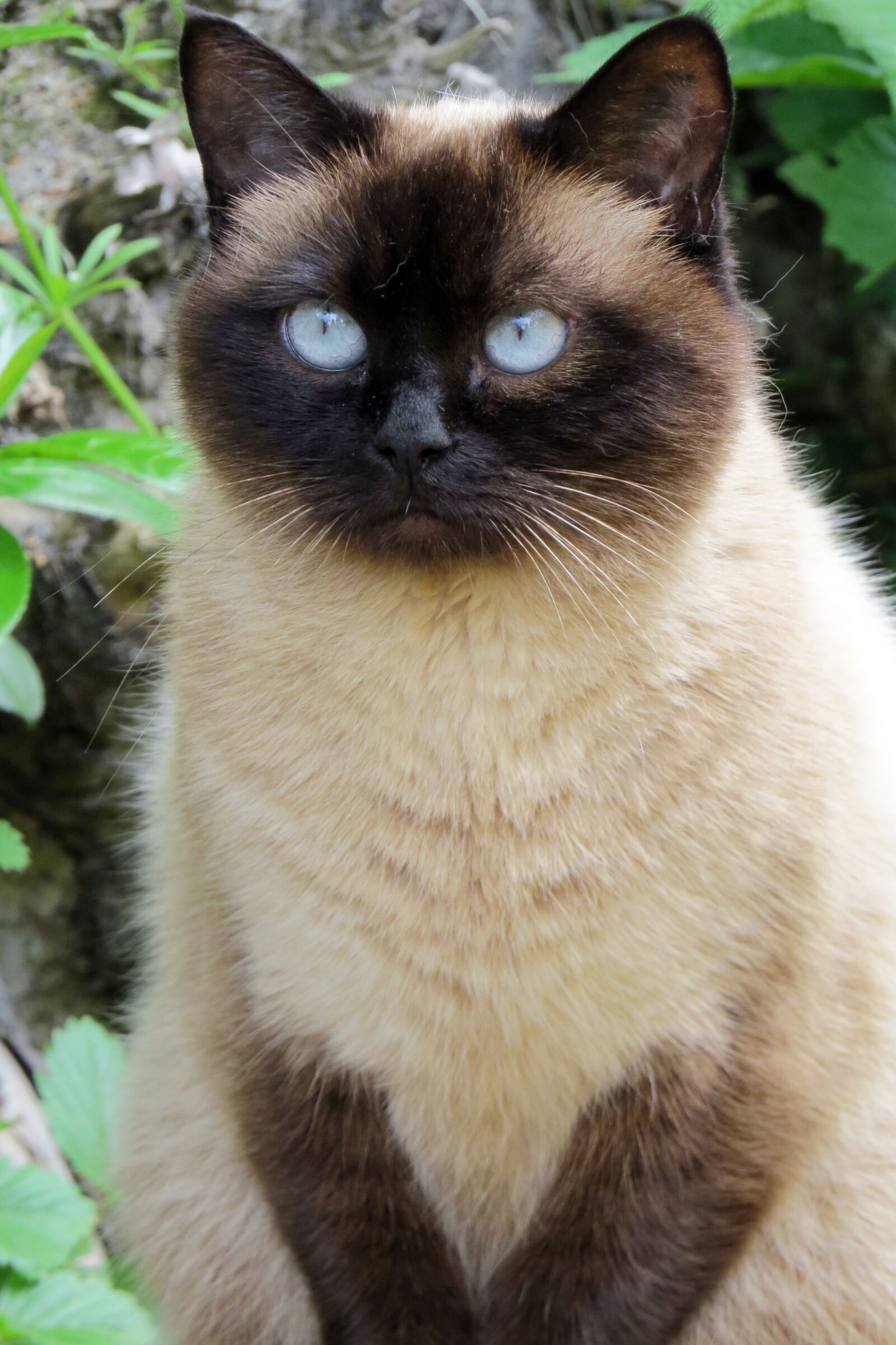 Canon PowerShot SX50 HS sample photo. Cat, blue eye, hell photography