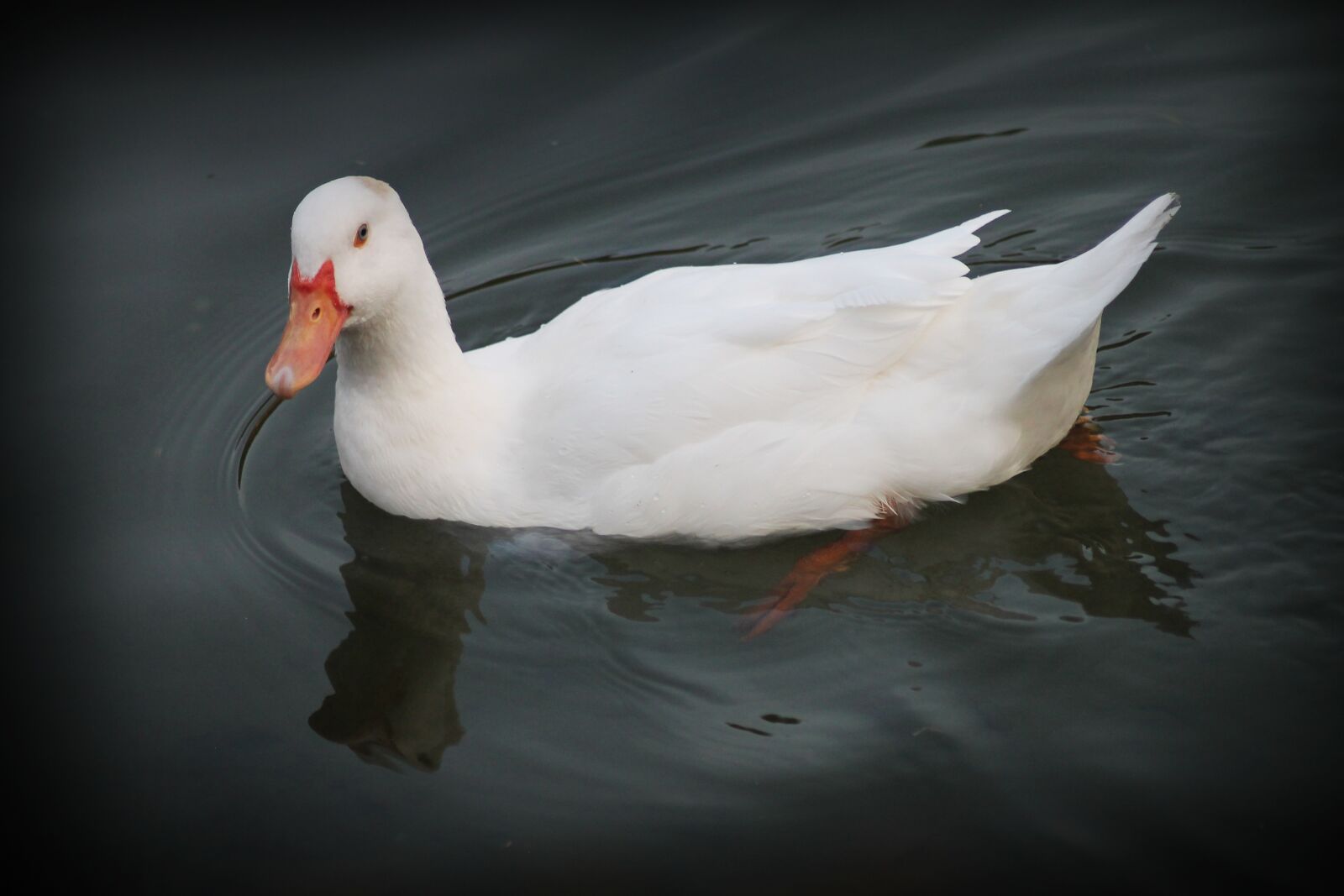 Canon EOS 1100D (EOS Rebel T3 / EOS Kiss X50) sample photo. Duck, lake, bird photography