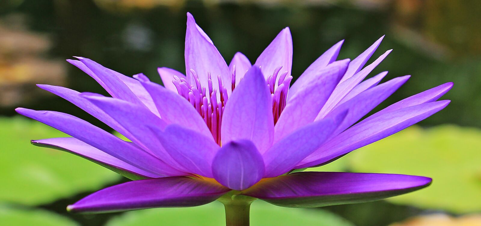 Canon EOS 550D (EOS Rebel T2i / EOS Kiss X4) sample photo. Water lily, nuphar lutea photography