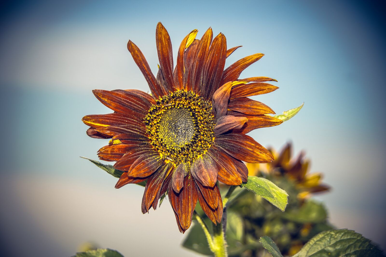 Sony ILCA-77M2 sample photo. Sunflower, blossom, bloom photography