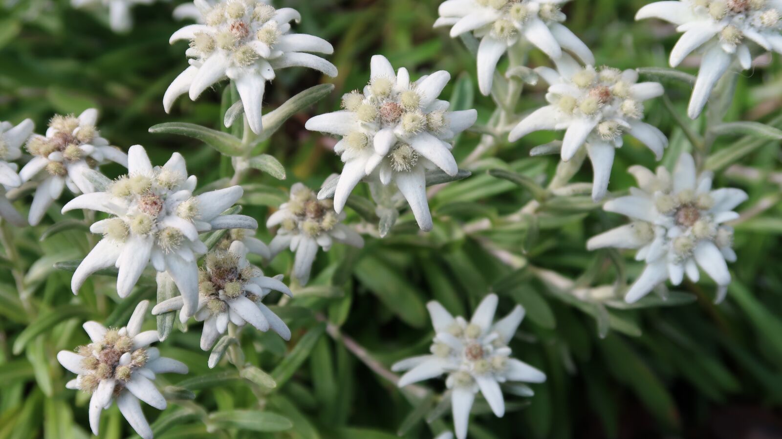 Canon PowerShot G7 X Mark II sample photo. Edelweiss, swiss, zermatt photography