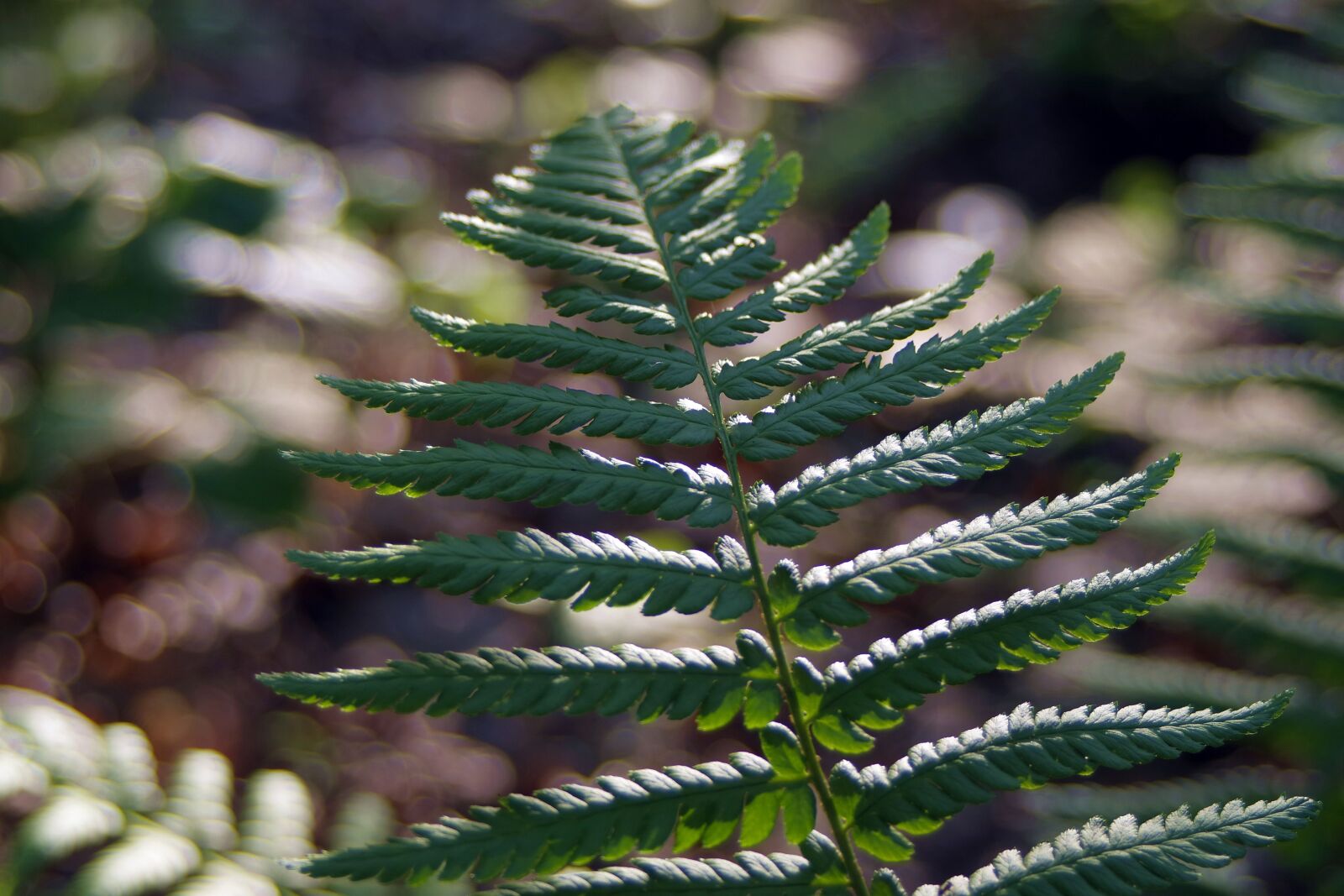 Pentax K-S2 sample photo. Fern, undergrowth, polypody photography