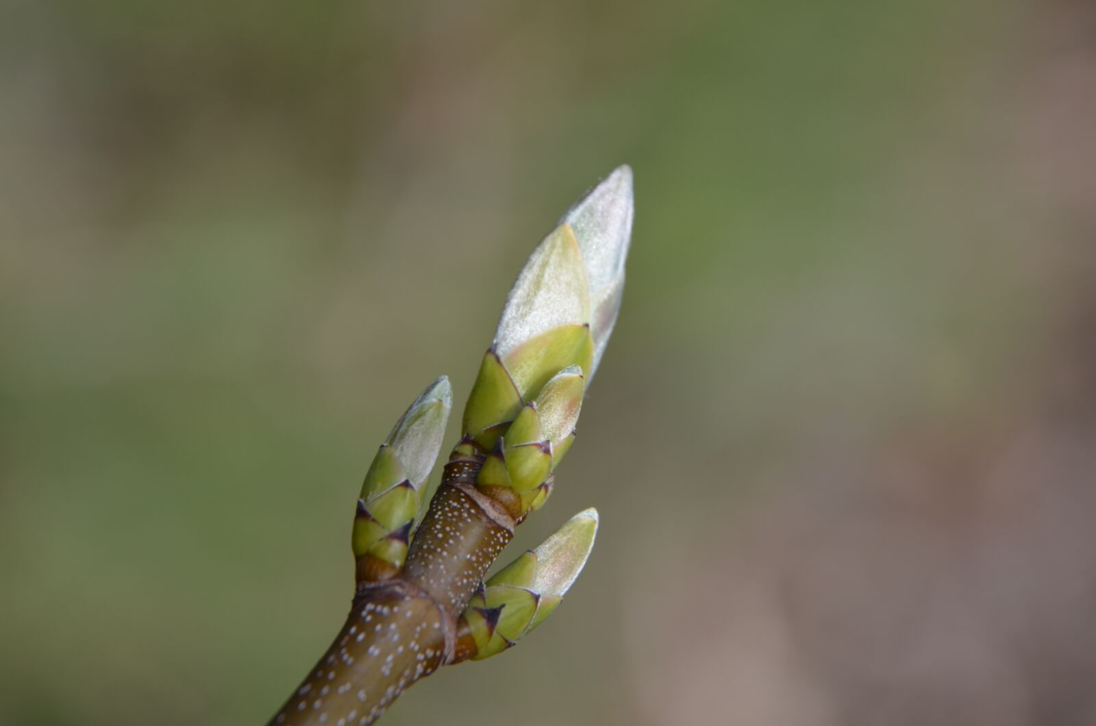 Nikon D5100 sample photo. Spring, branch, bud photography