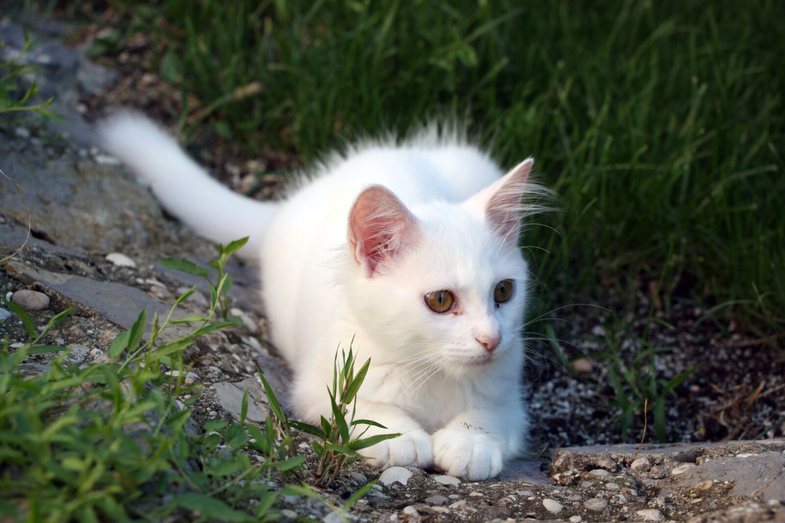 Canon EOS 50D sample photo. Cat, white, pet photography