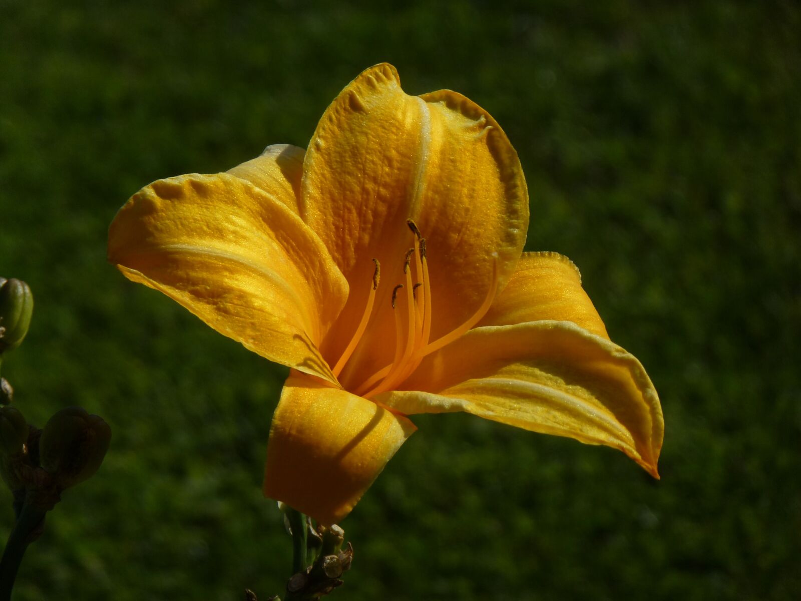 Leica V-Lux 30 / Panasonic Lumix DMC-TZ22 sample photo. Flower, beautiful, summer photography