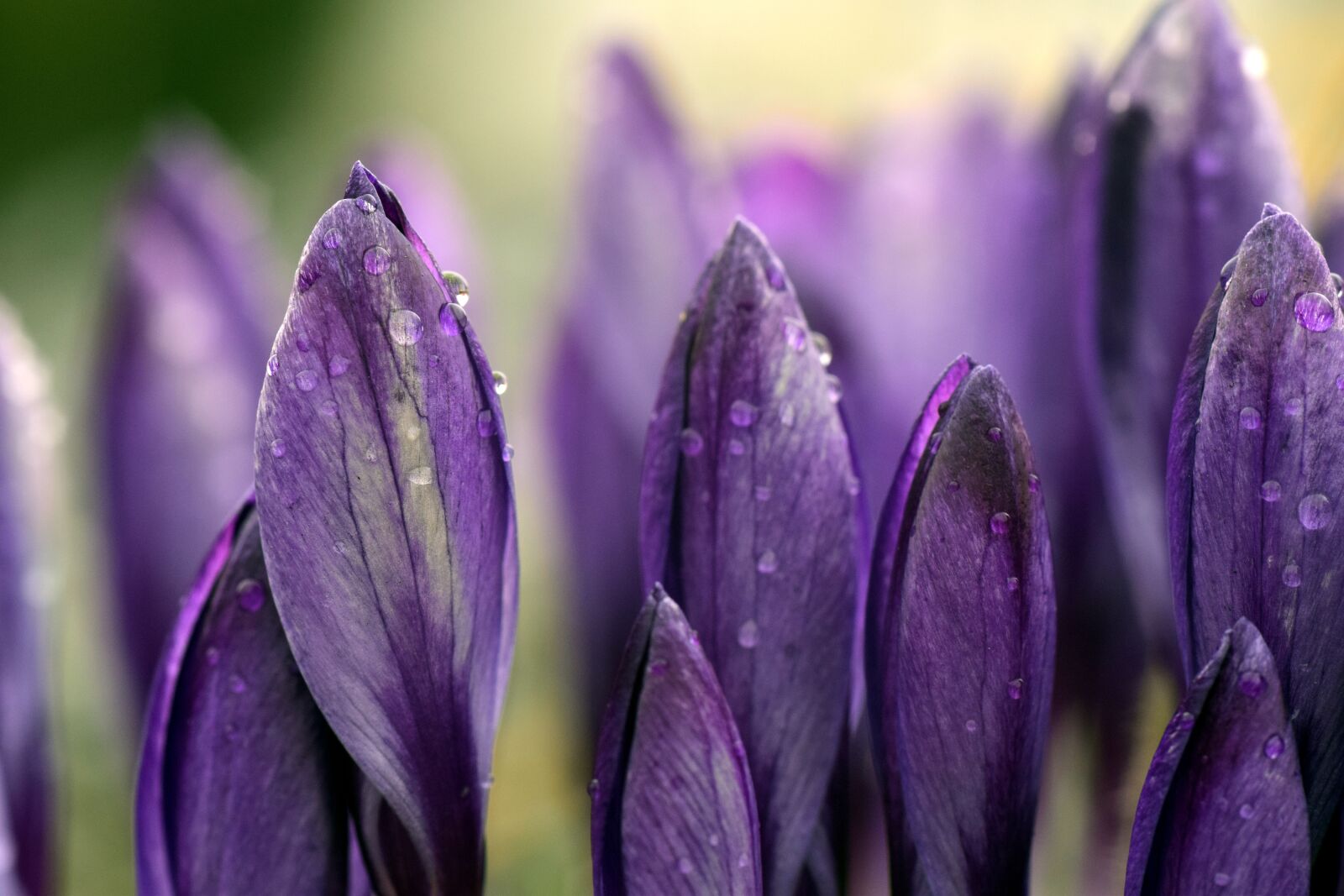 Nikon D3300 sample photo. Crocus, meadow, close up photography